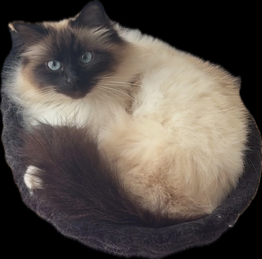 Raven  - École maternelle, rue de Seine , Croissy-sur-Seine 