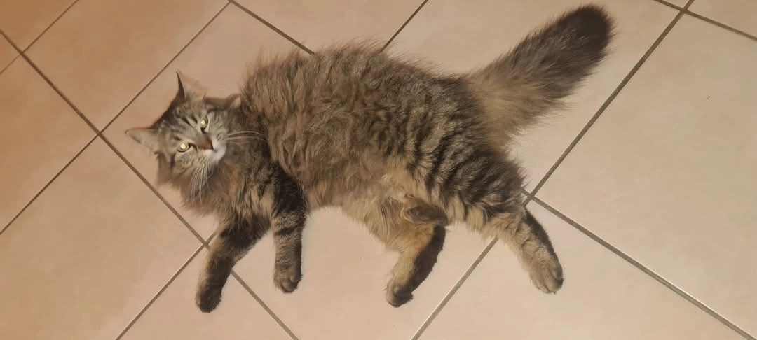 Biscotte  - Chemin De La Crepinière, Gien