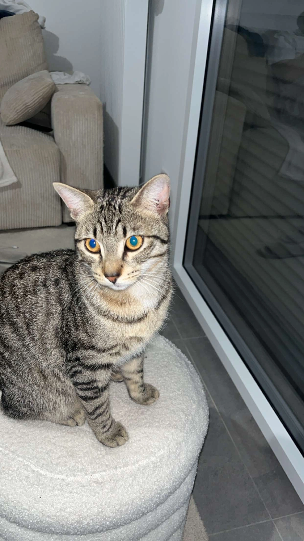 Zizou - 25 Chemin de Villeneuve, Écully