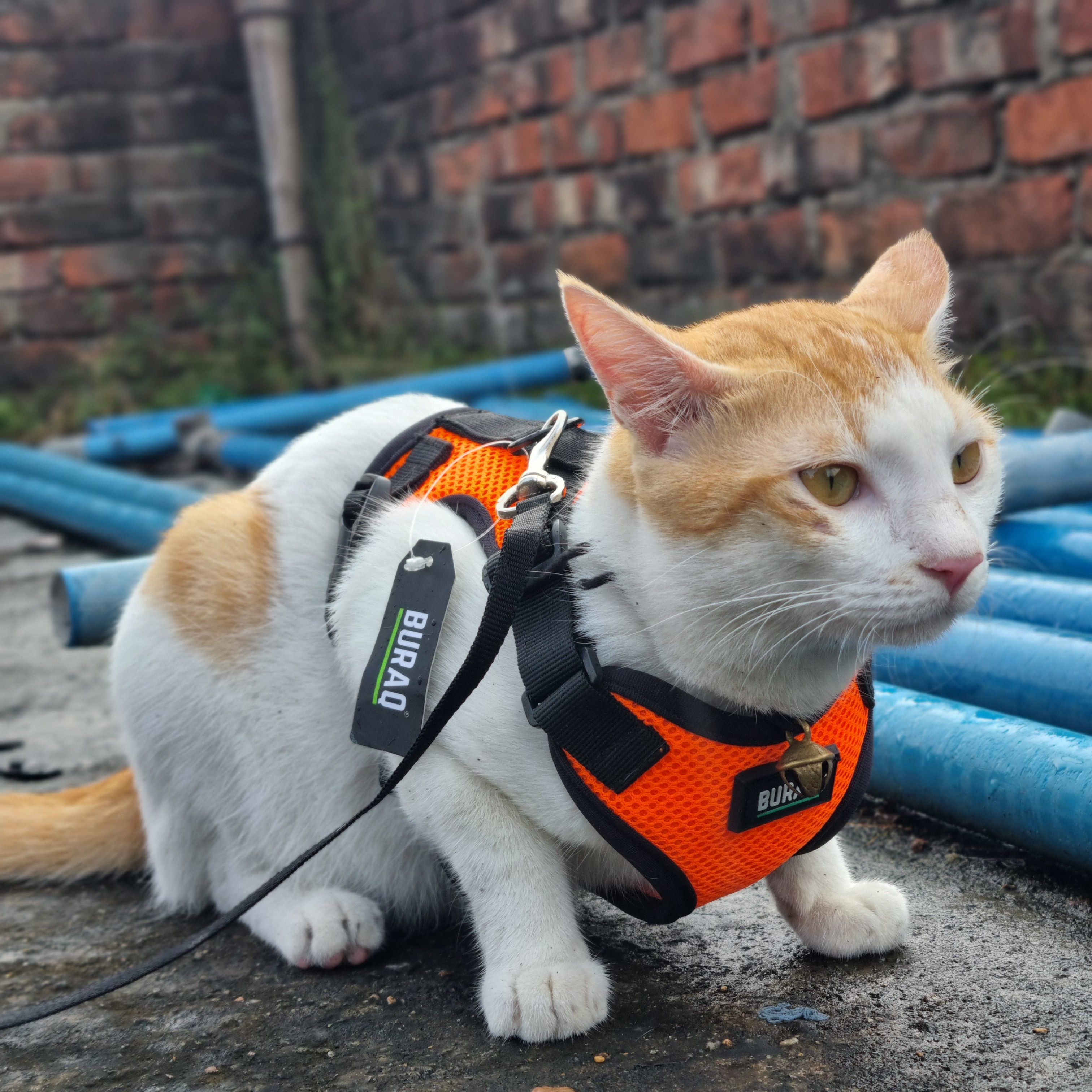 Chutki - Shapur Sarani, Kolkata