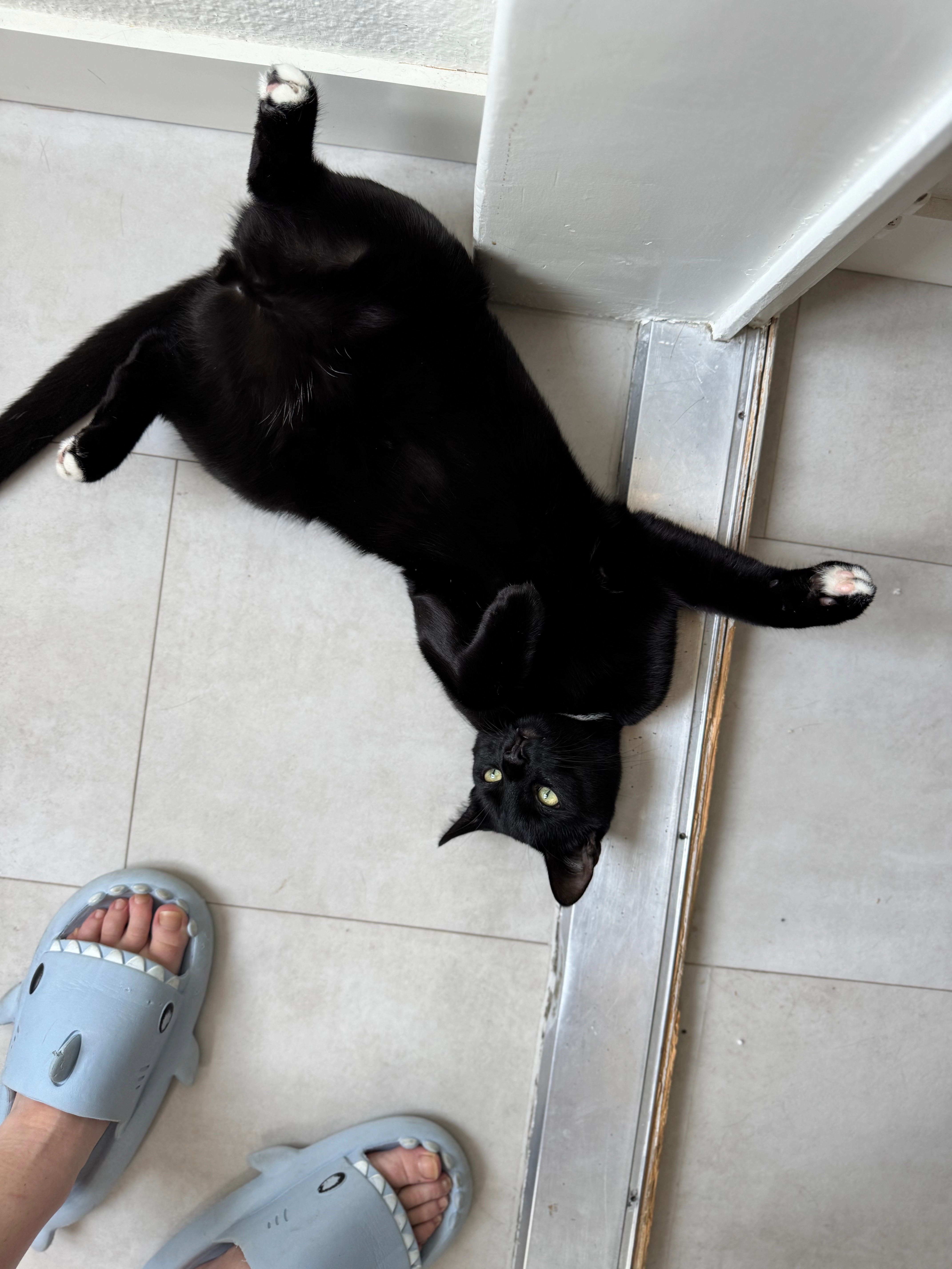 Anubis - Lavaterstrasse 11, Birsfelden