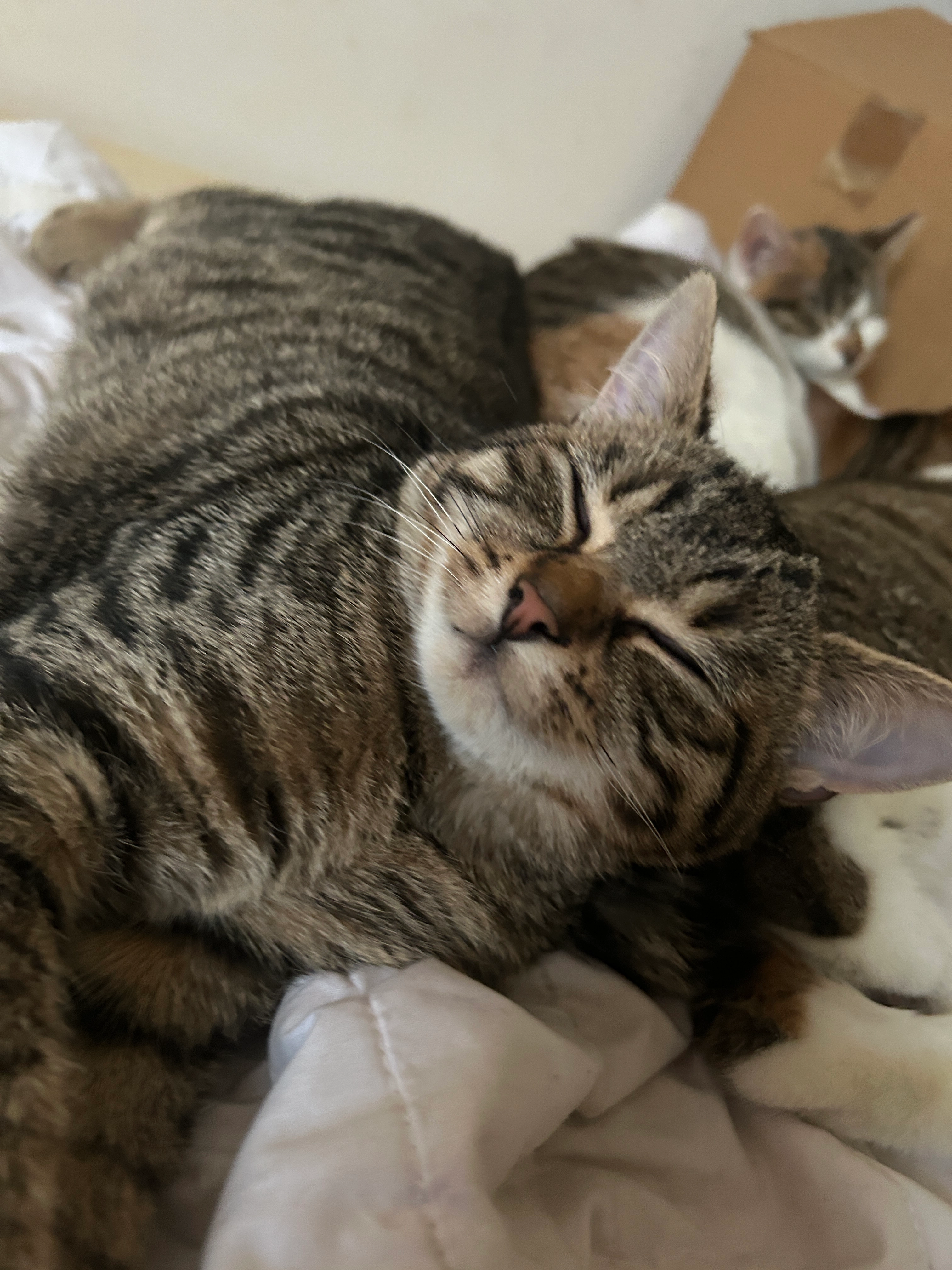 Green  - Hölderlinstraße, Ansbach