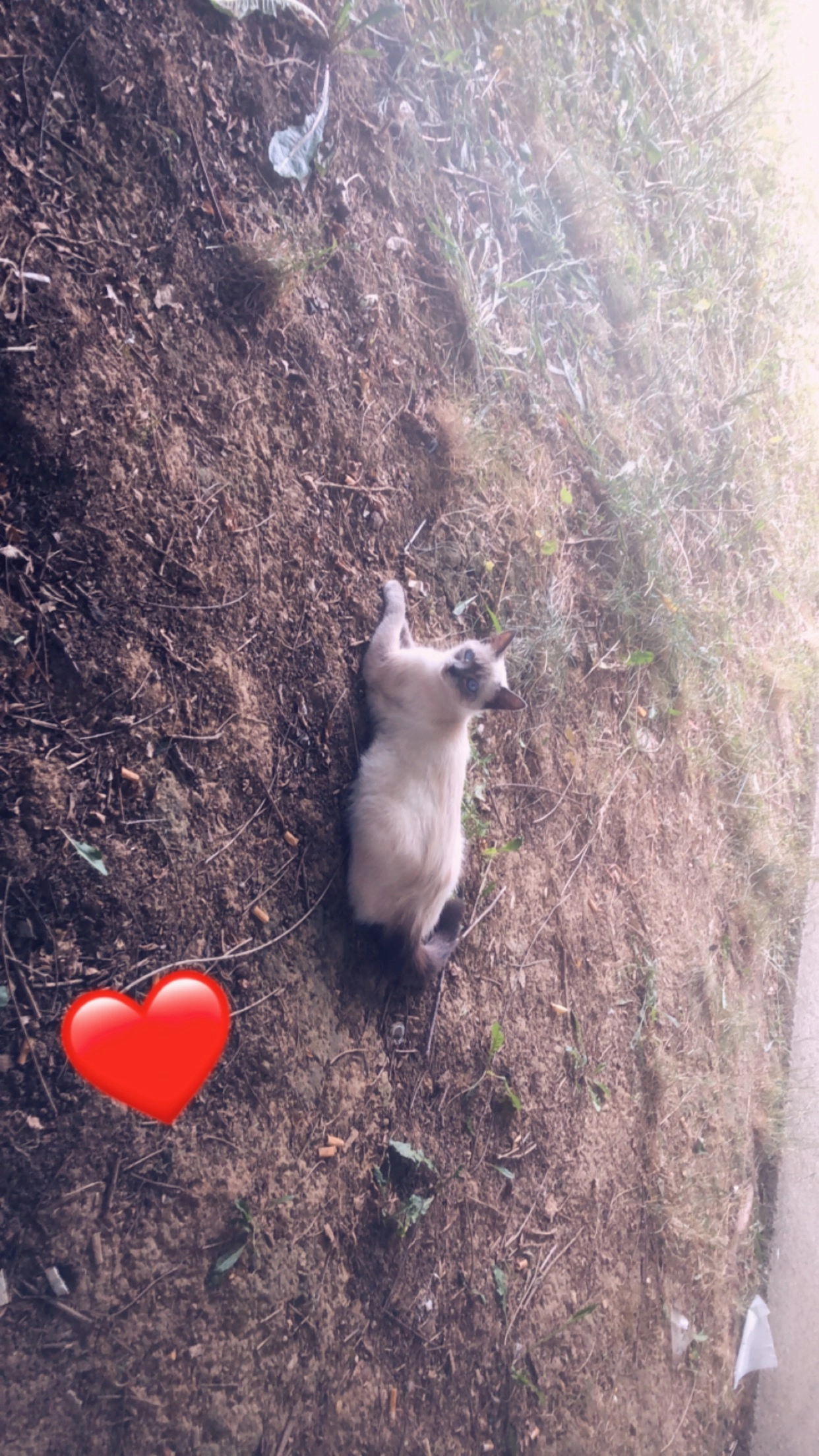 ange - Avenue du Mont d'Est, Noisy-le-Grand