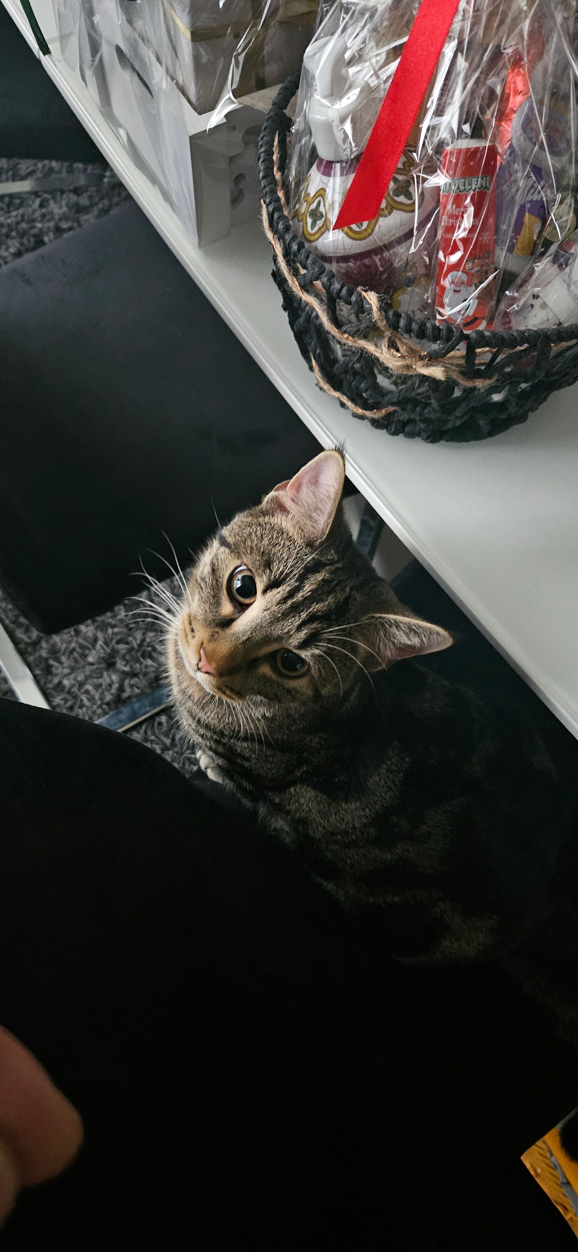 Coco - Erna-Weißenborn-Ring, Heide