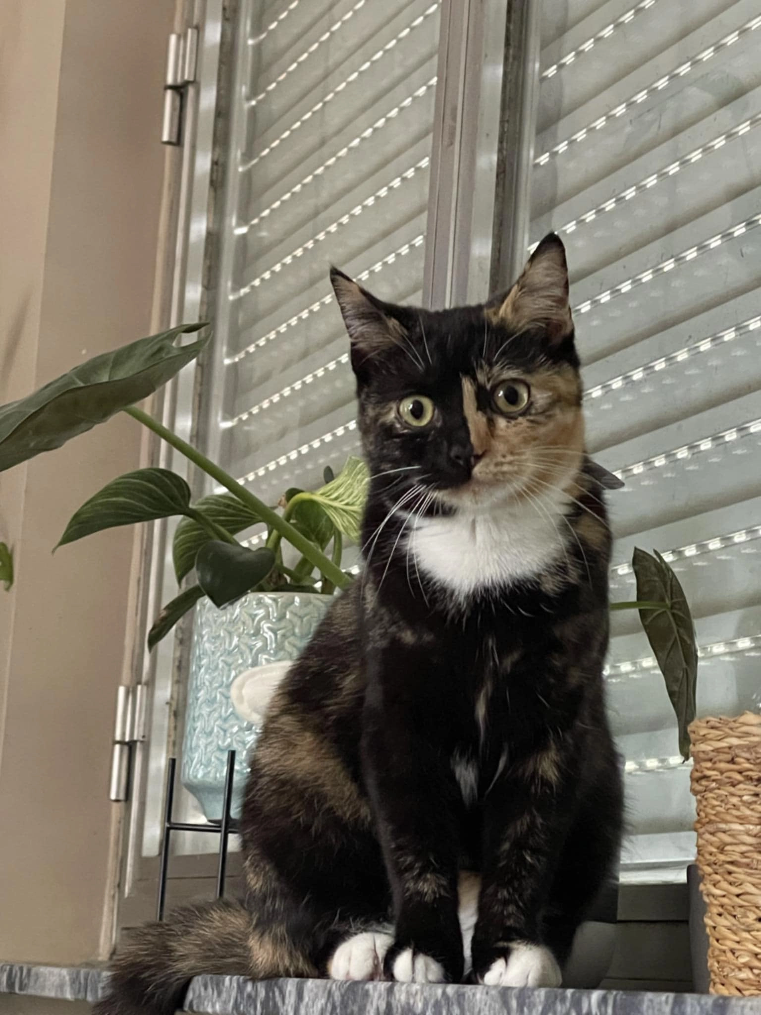 Cherry - Molenlei, Berlaar