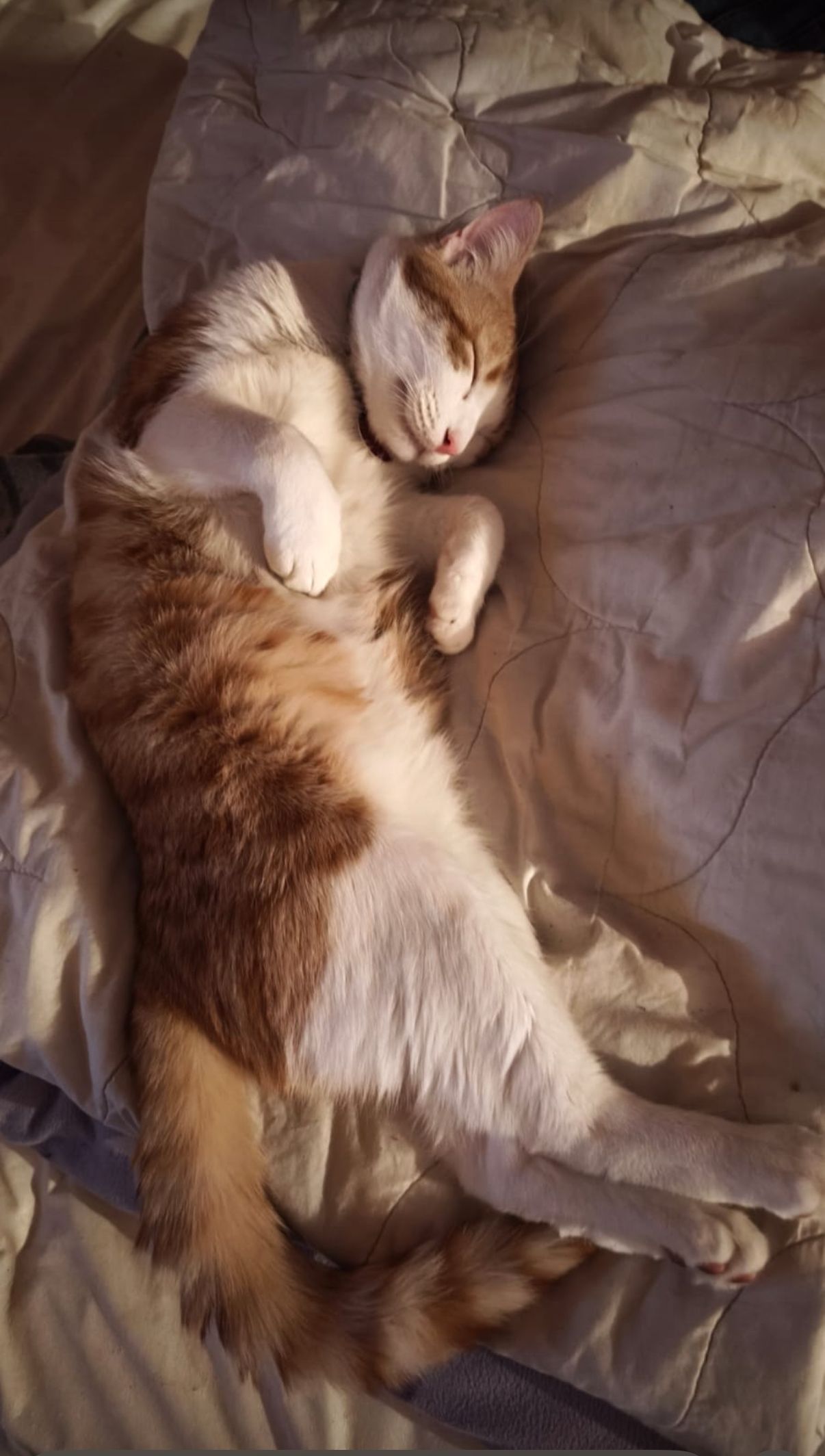 Mew - Schulstraße, Beltheim