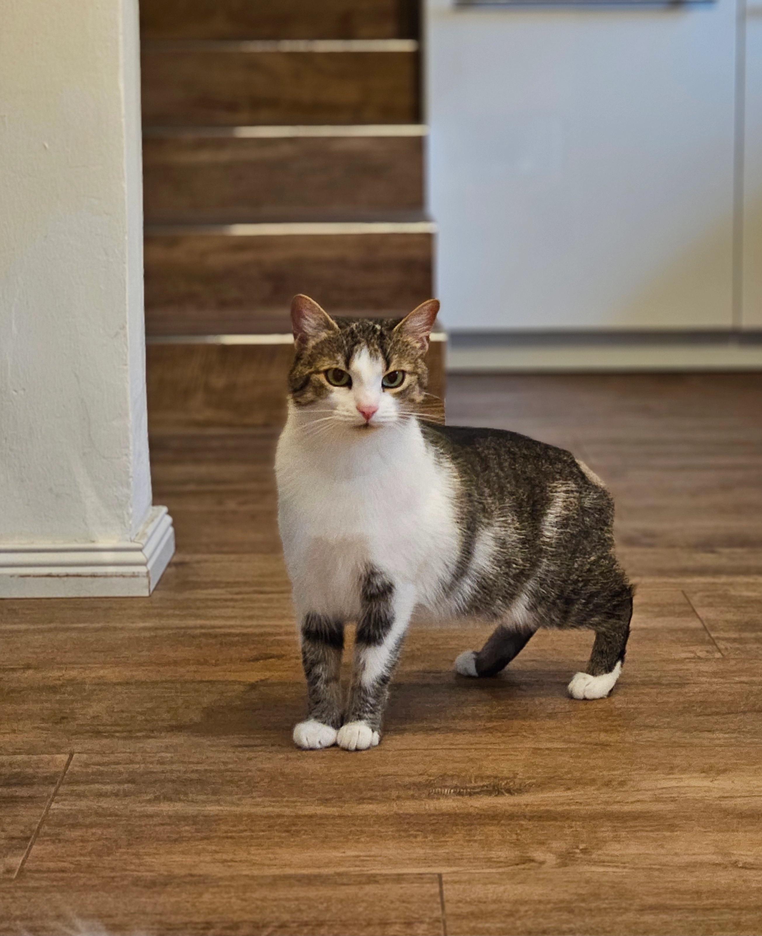 Lou - Pogöriacher Straße, Villach