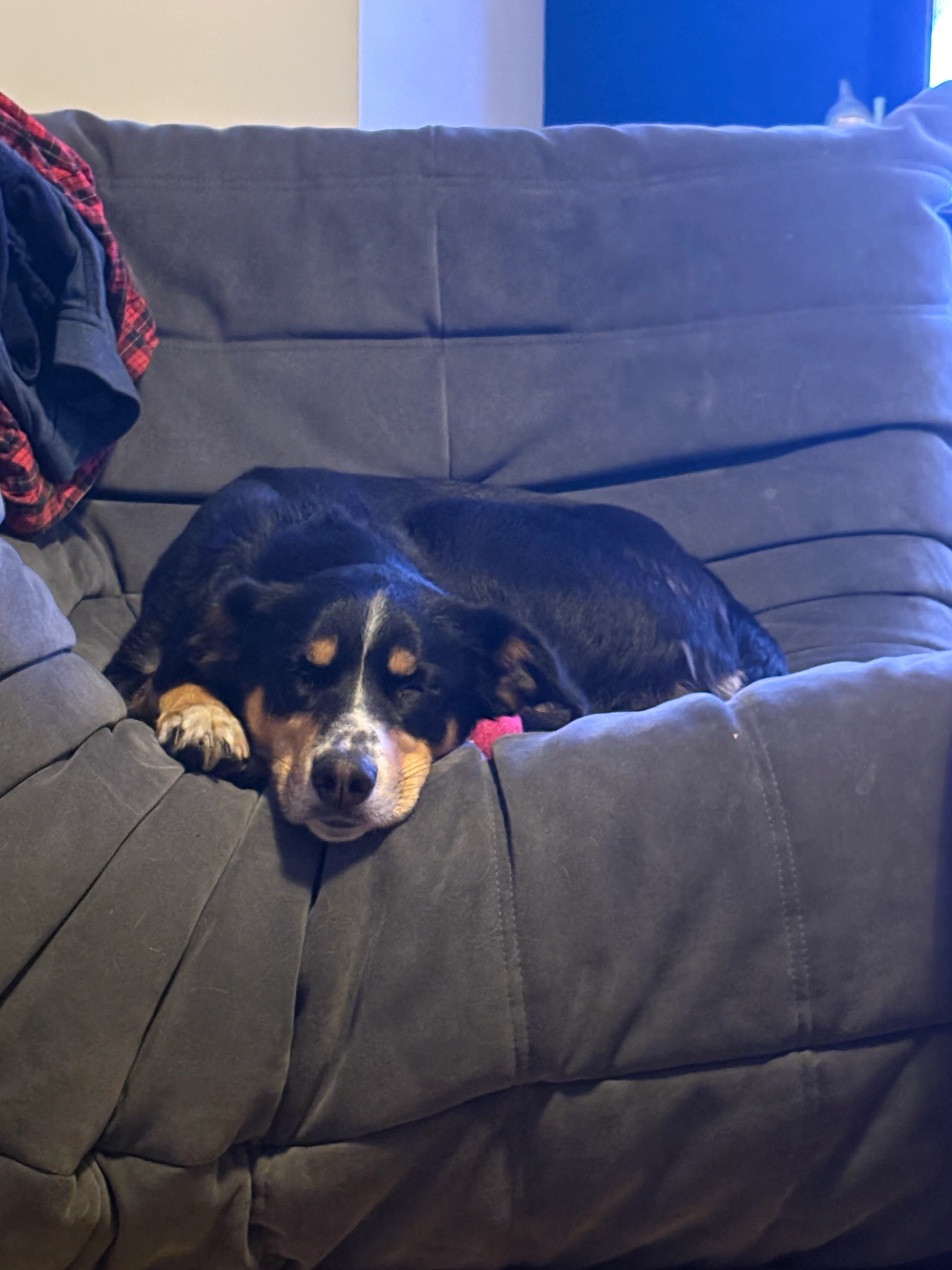 Blackie - 83 Avenue de Verdun, Vannes