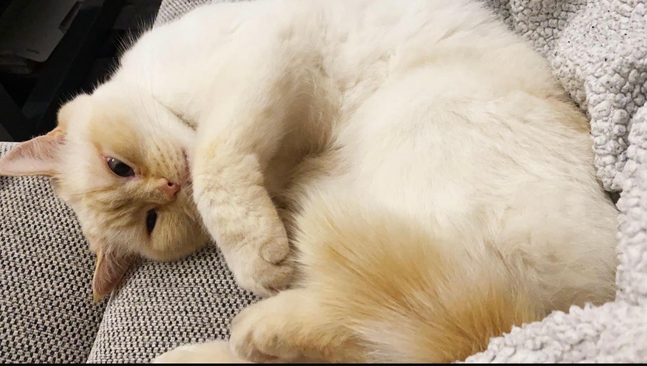 Flash - Tannenstraße, Esthal