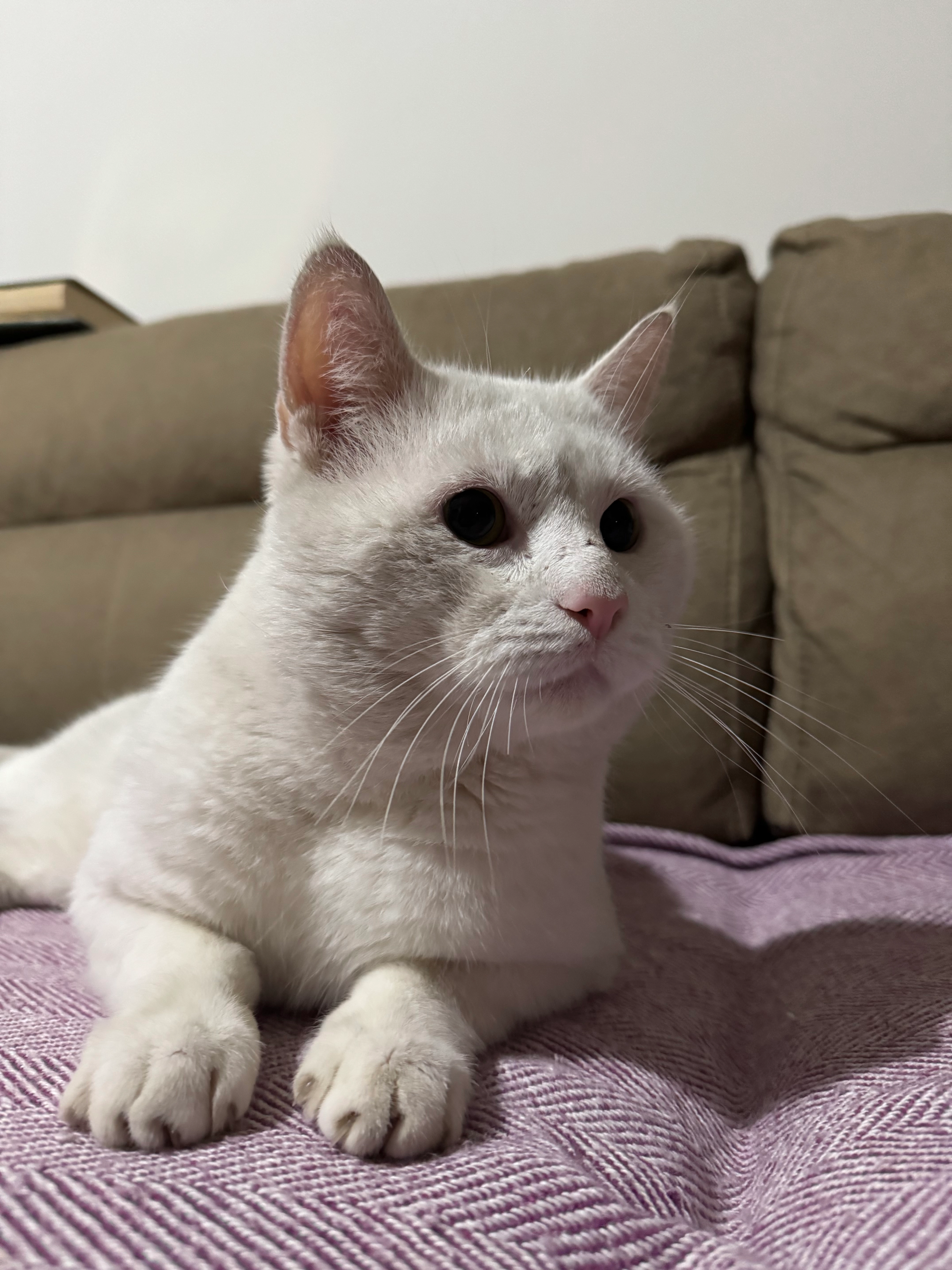 Sütlac  - Mezenstraat, Rhoon