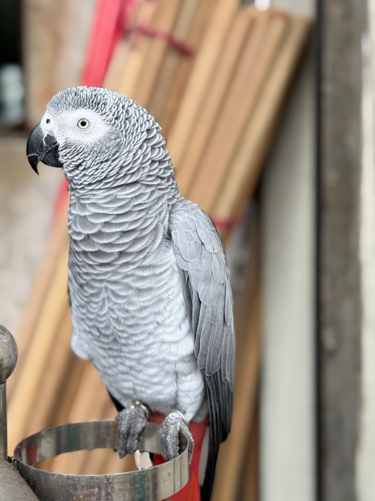 Luna - Jalan Kampung Kuala Terla-Pos Penangau, Hulu Telom