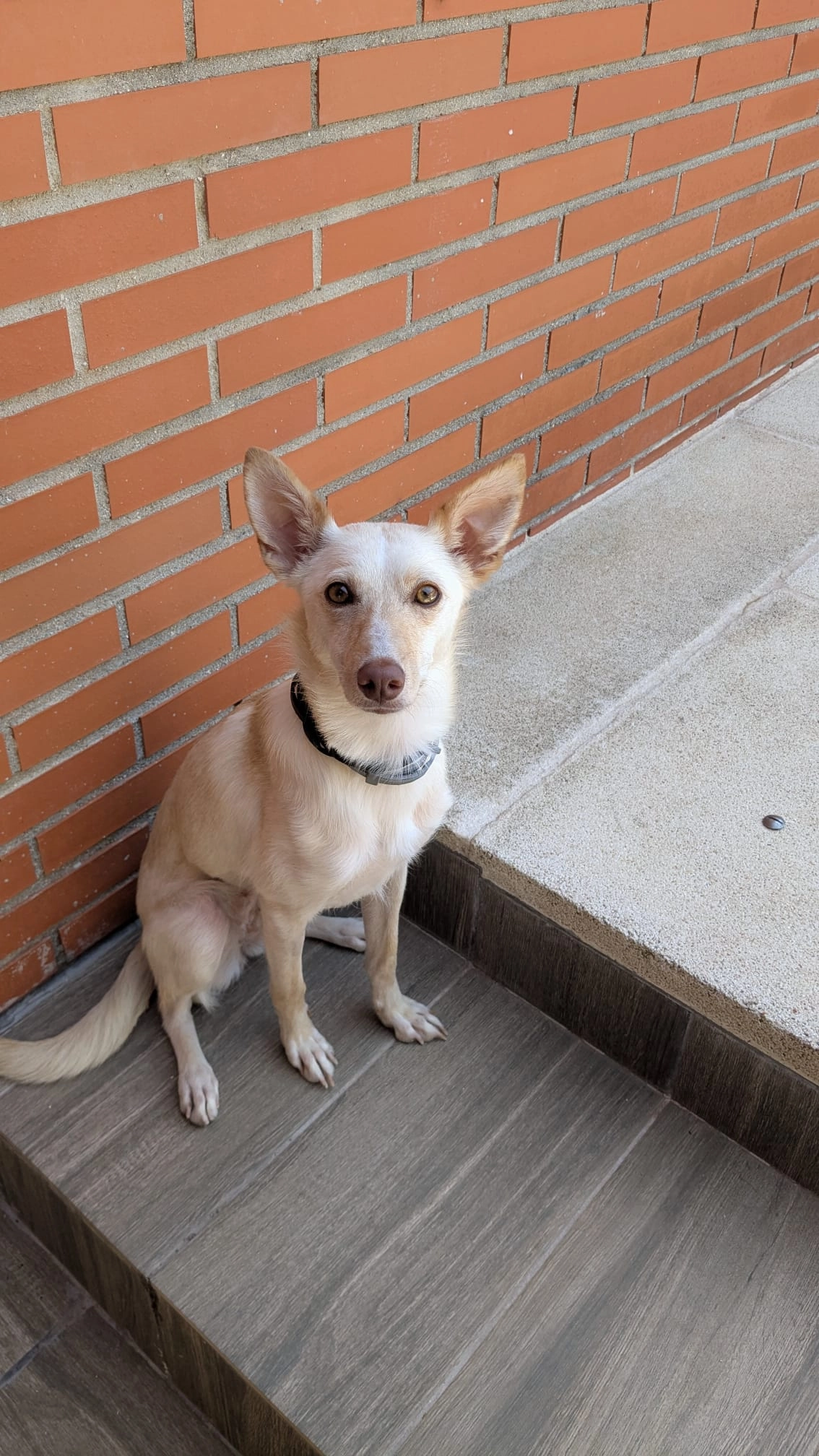 Shiva - Calle De Marga, Seseña