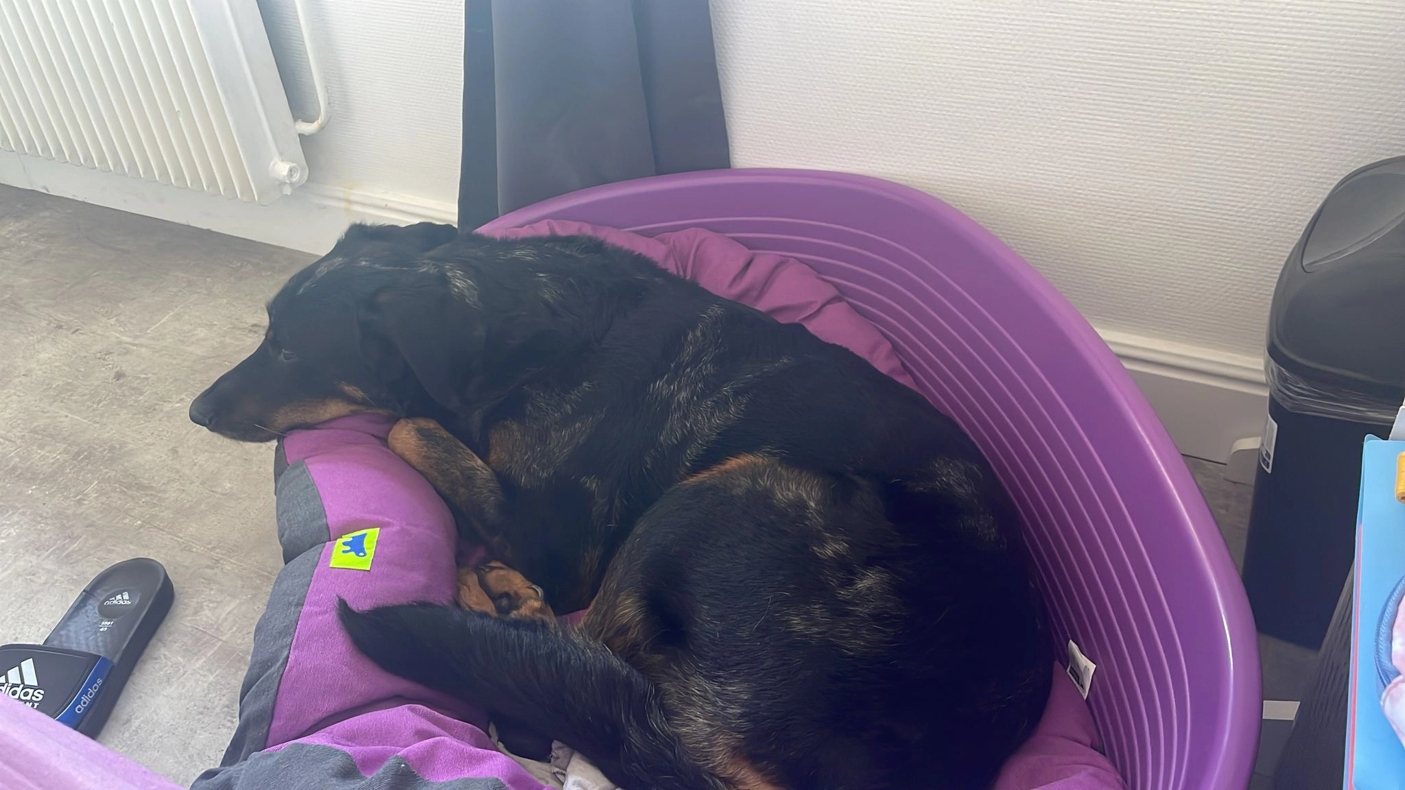 Pinky - Allée Claude Monet, Limeil-Brévannes