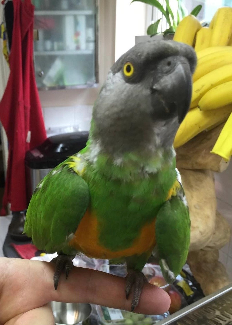 Mr Beak  - NR33 7, Lowestoft