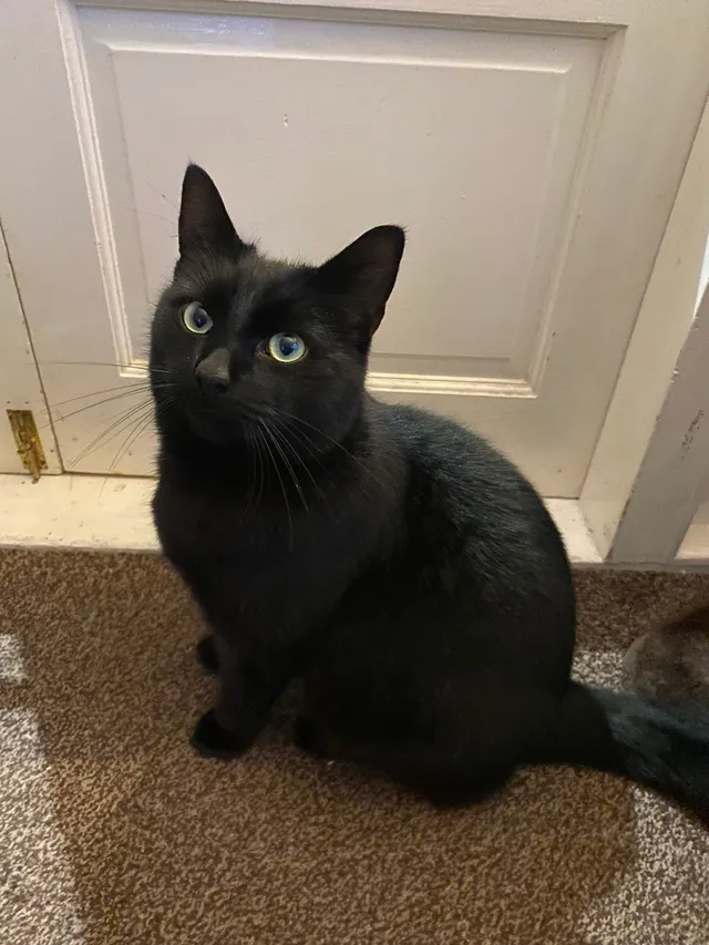 Cosmo - Smedley Close, Beverley