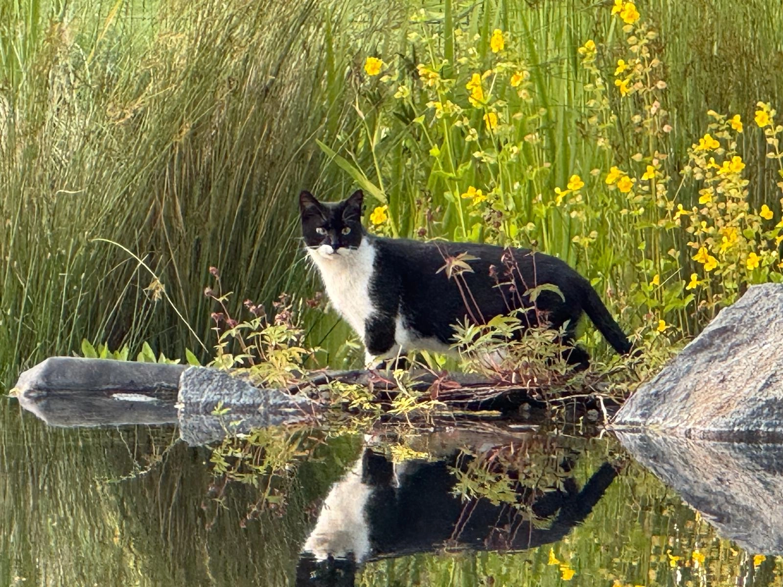Hedwig  - Im Häcklinger Dorfe, Lüneburg