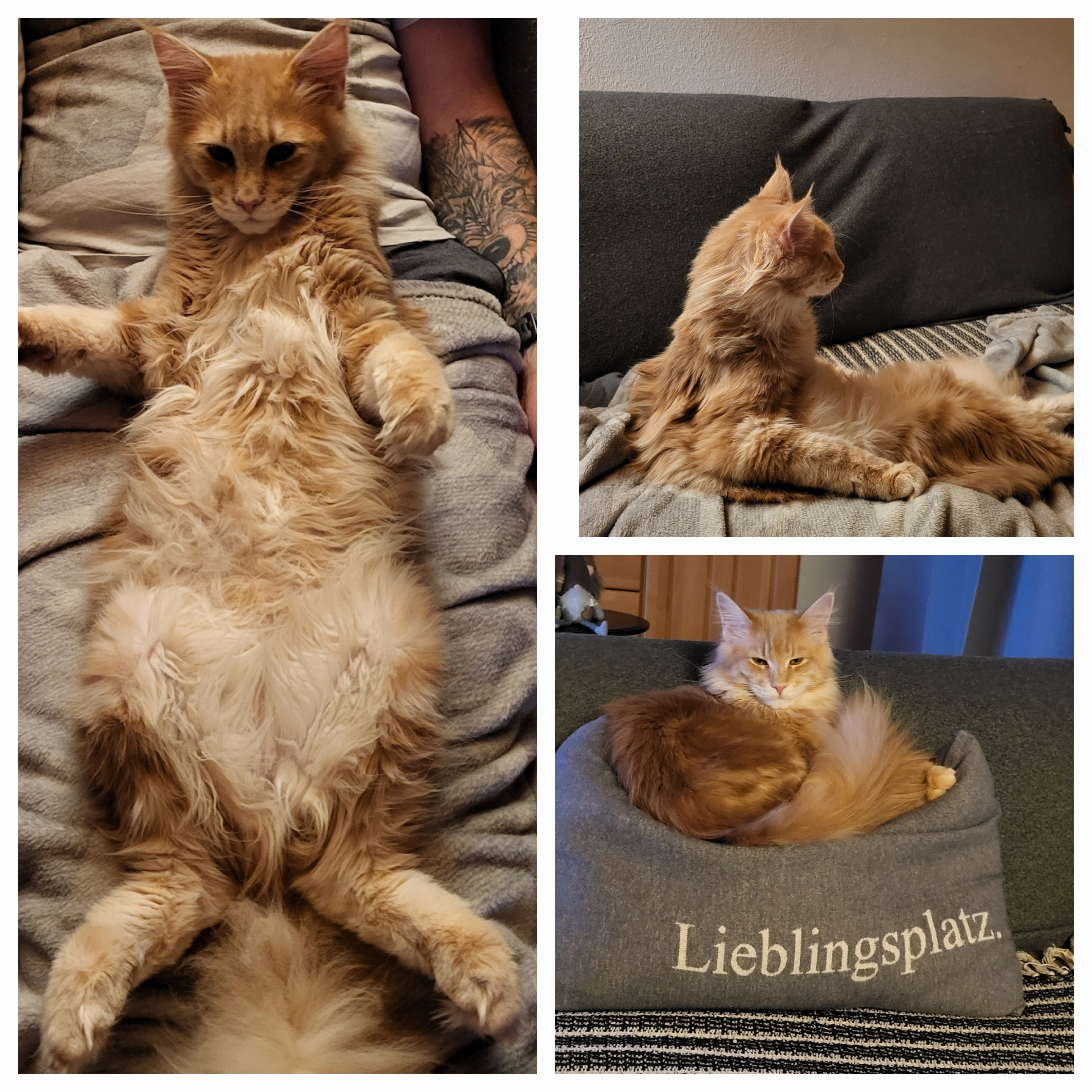 Charlie  - Nösting 9, Mettmach