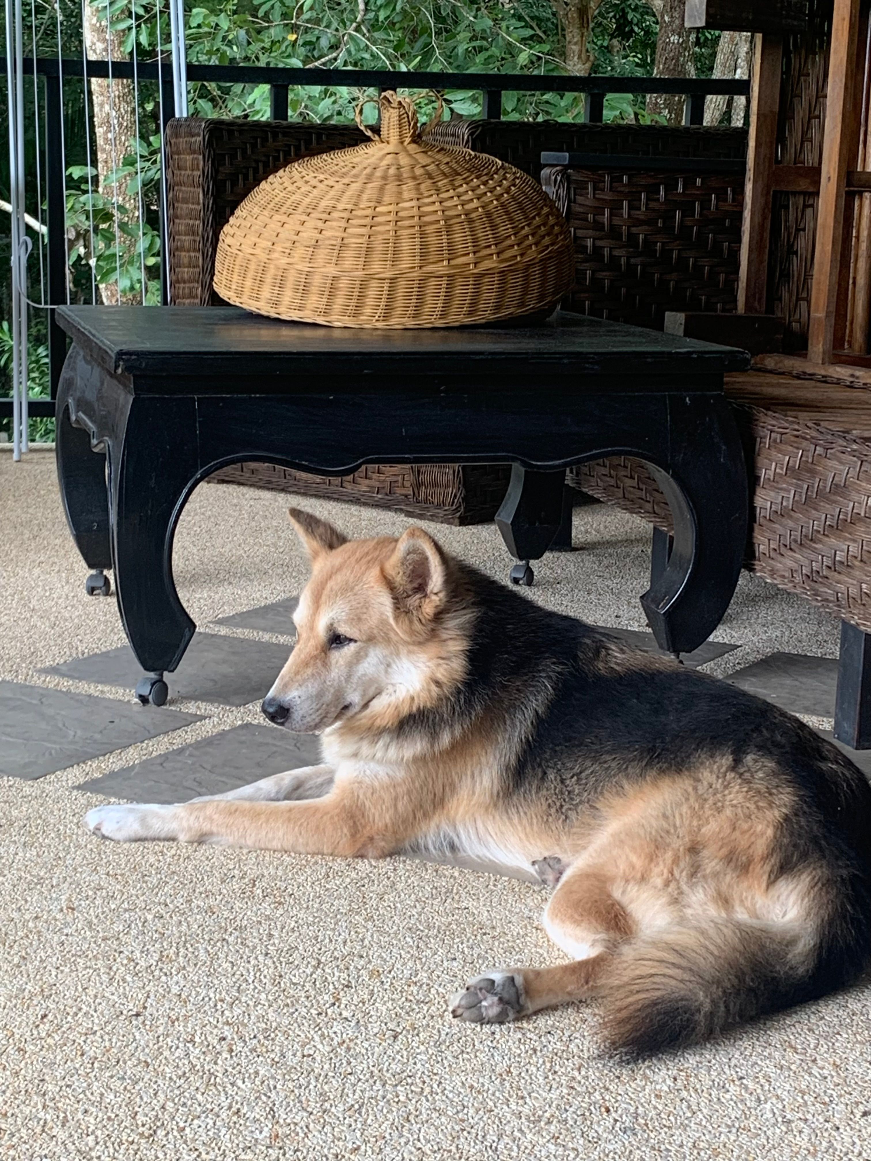 Little one  - 4204, Mueang Krabi