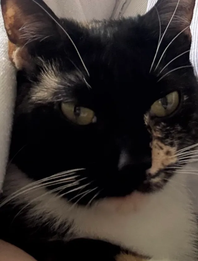 Petunia  - North Park Street, Franklin