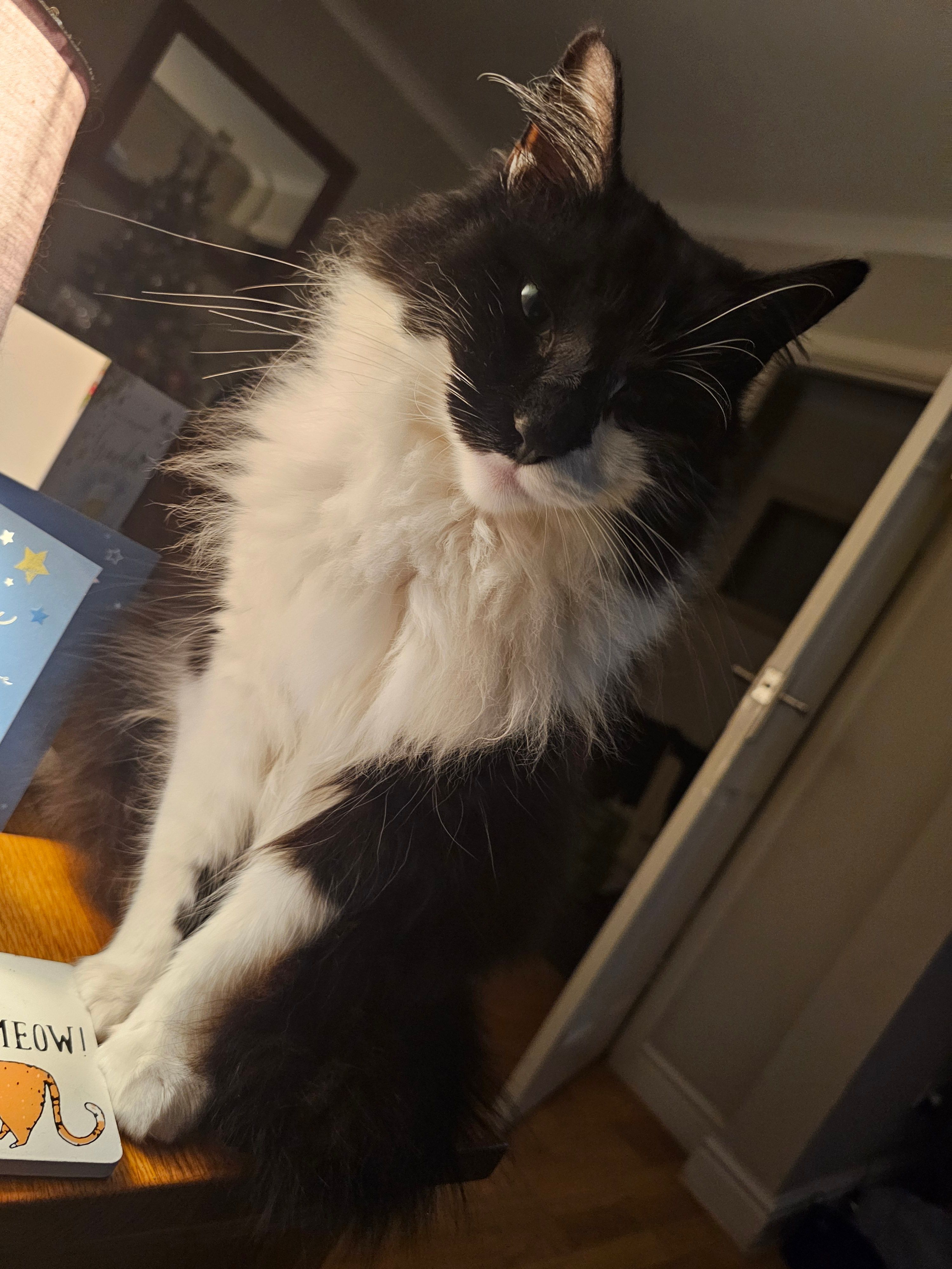 Ozzy - Heol Salem, Port Talbot