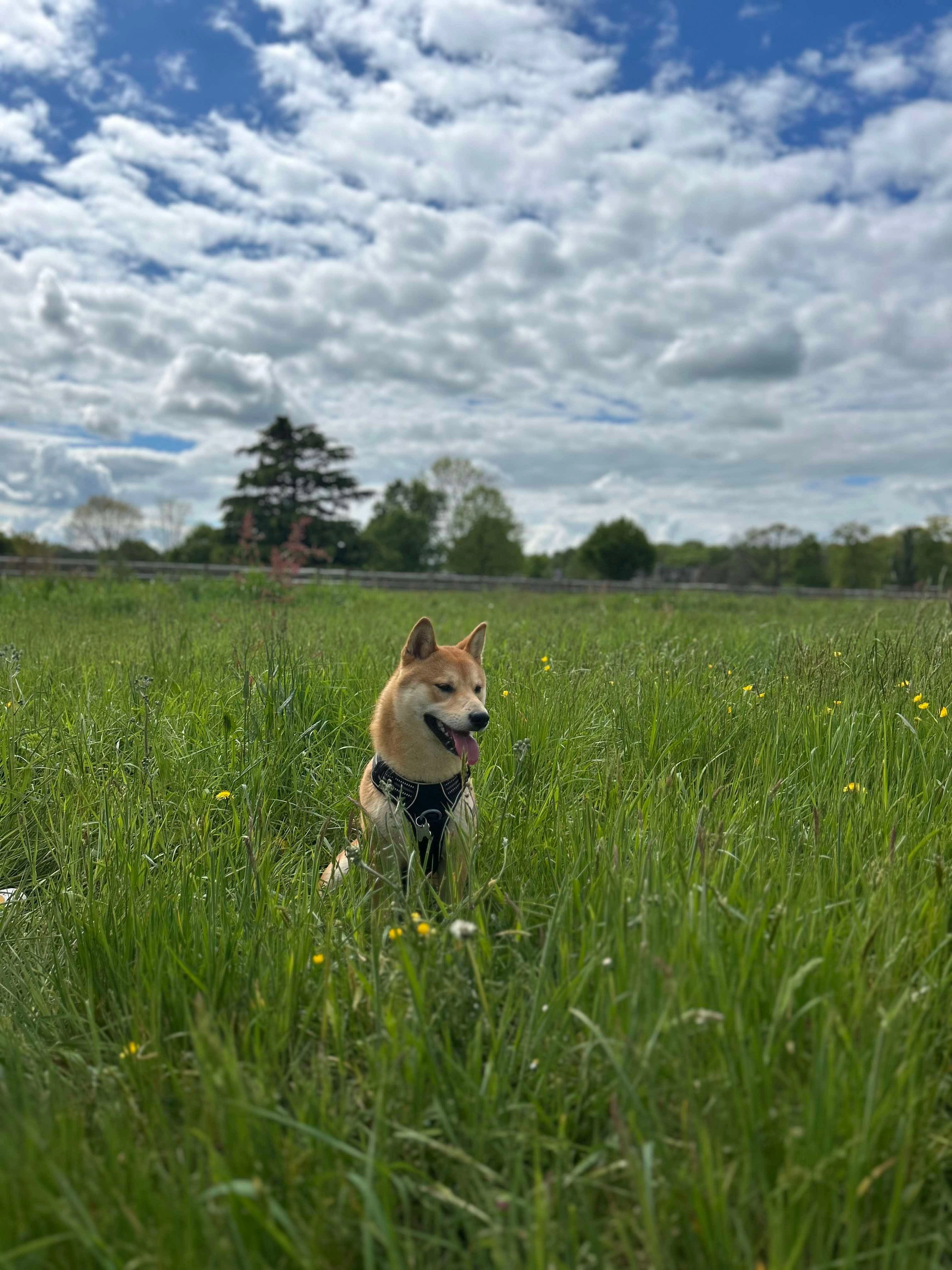 Aiko - 38 Rue des Trois Moulins, Candé