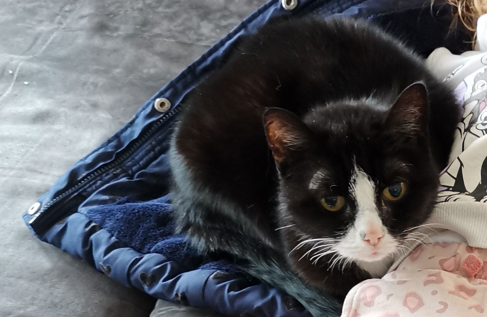 Dexi - Am Rothenberg, Zweibrücken