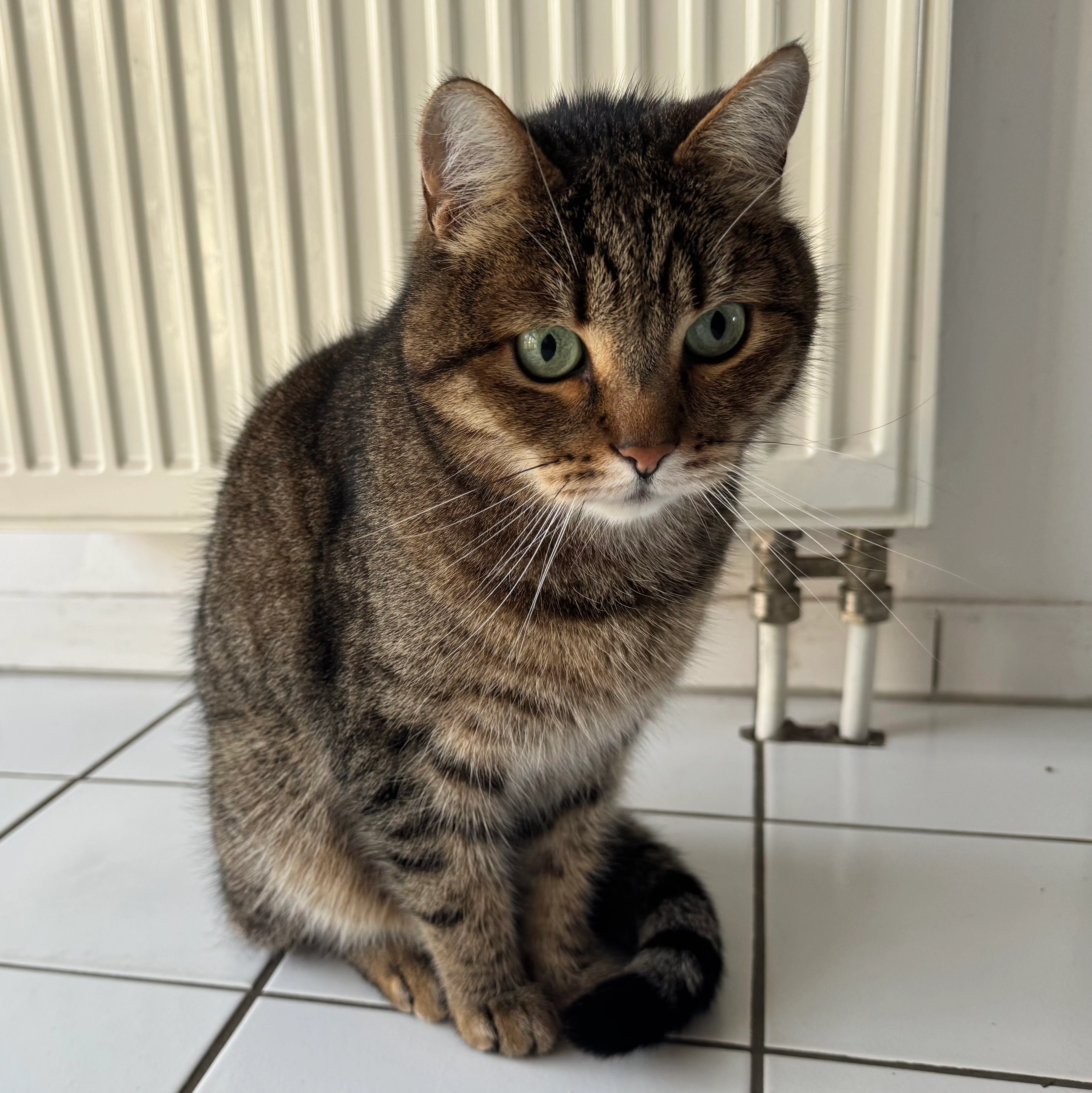 Wenik - Elsterstraße, Falkensee