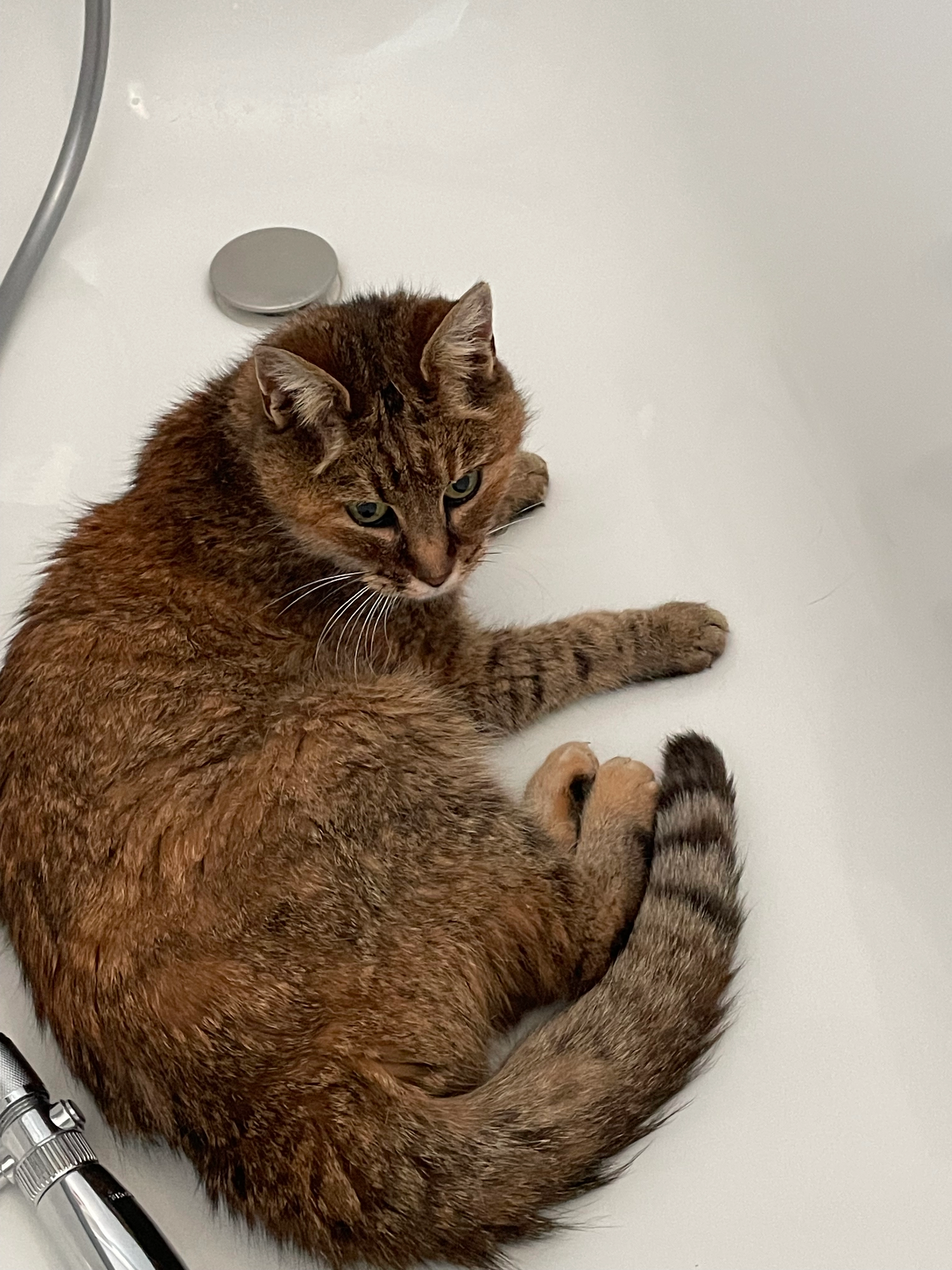 Diamant  - 57 Domaine de la Roseraie, Calorguen