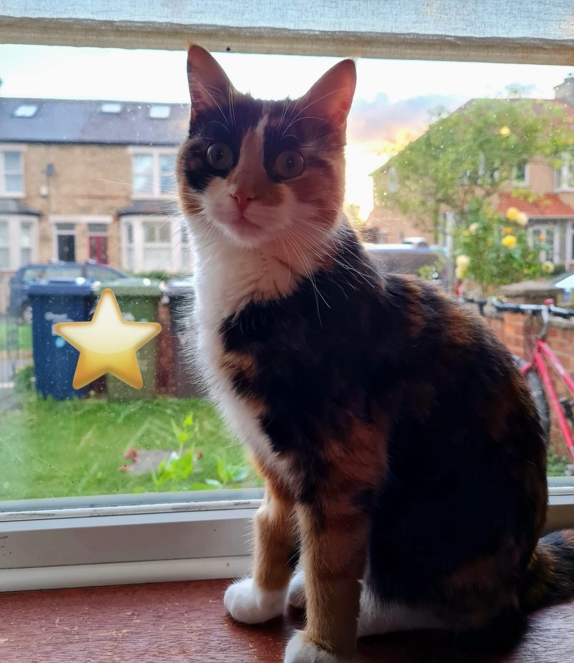 Pixie - Vinery Road, Cambridge