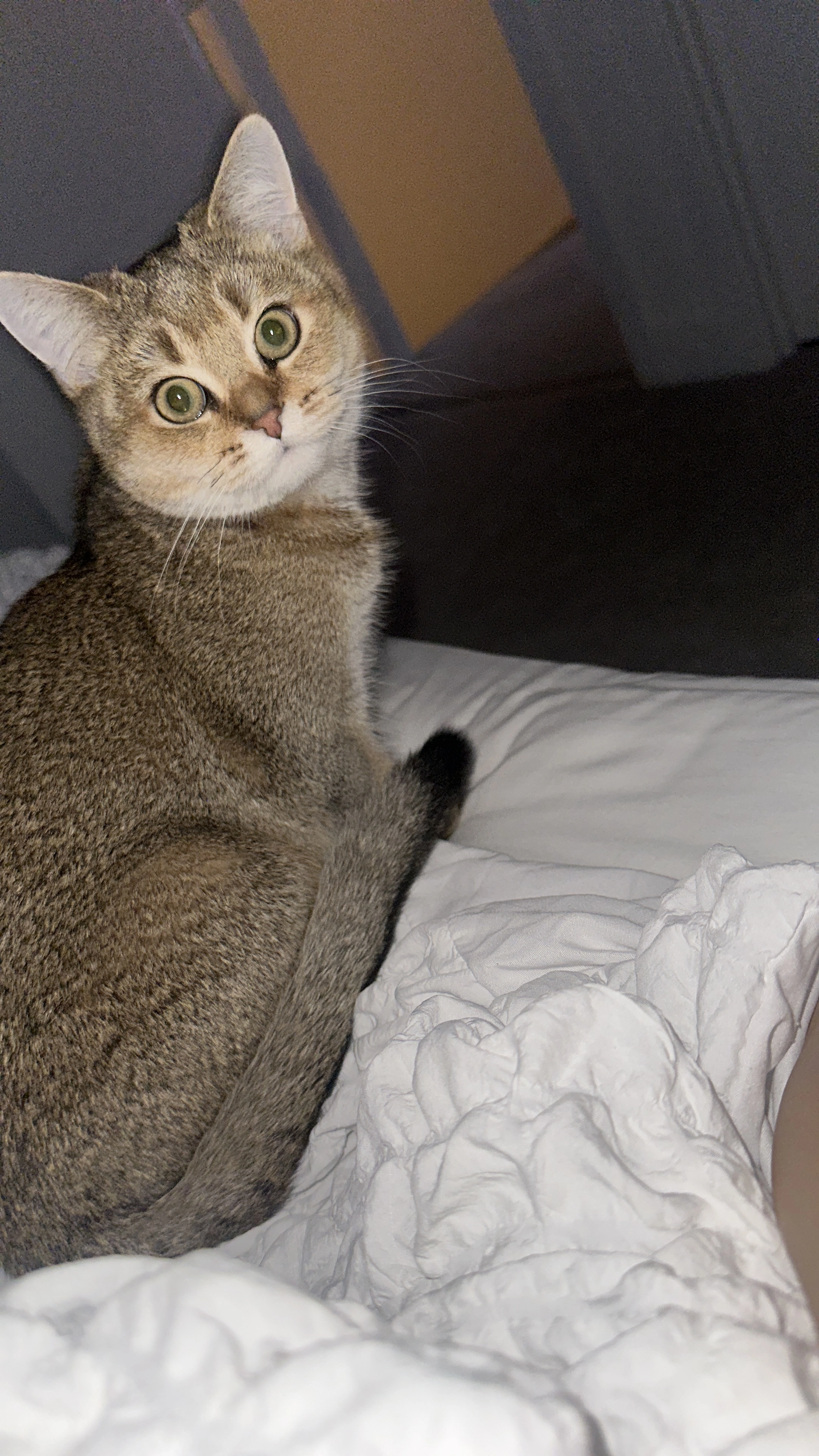 Tigger  - Armstrongs Fields, Aylesbury