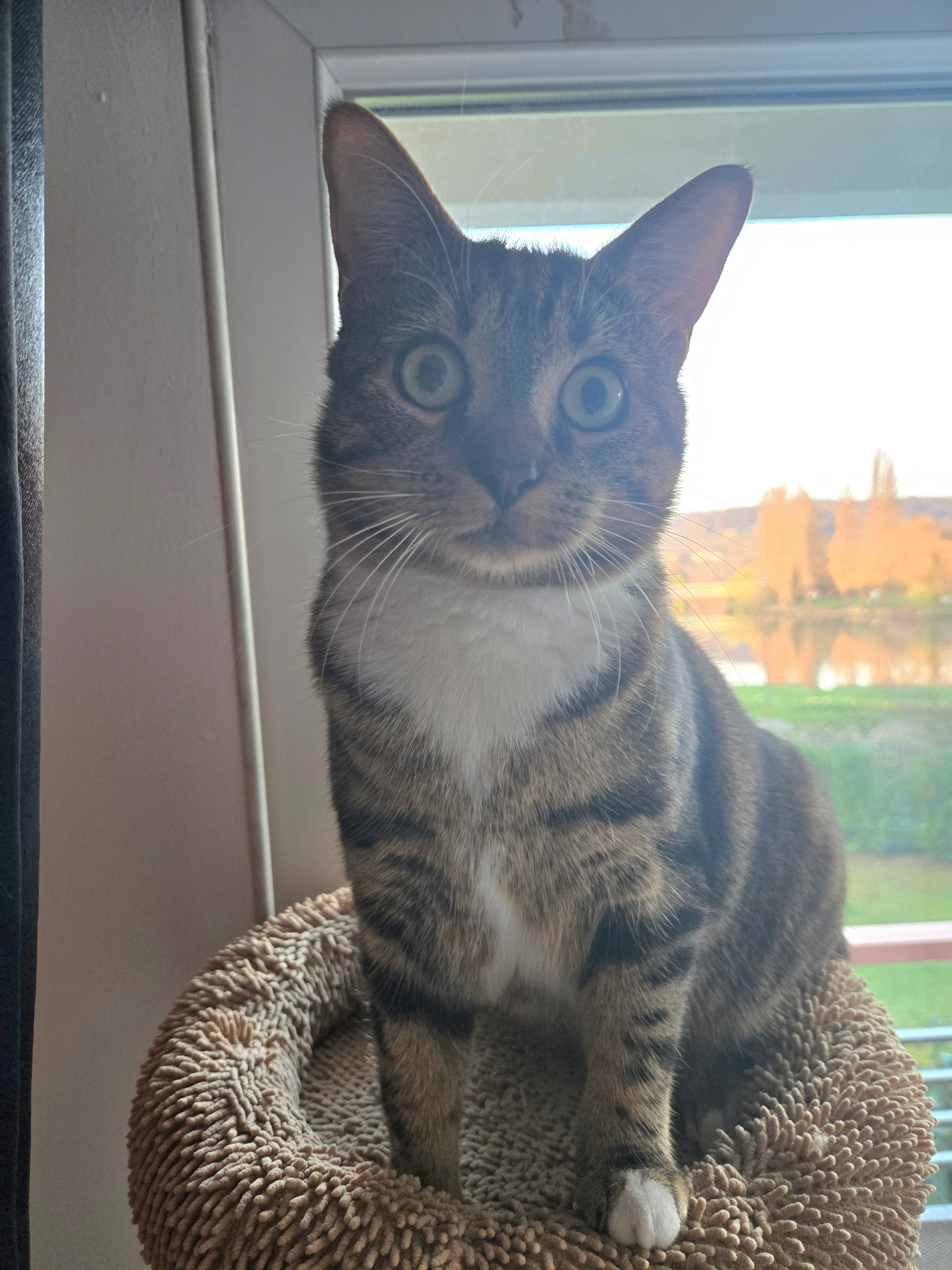 IZZIE - 2 Boulevard des Cygnes, Mantes-la-Jolie