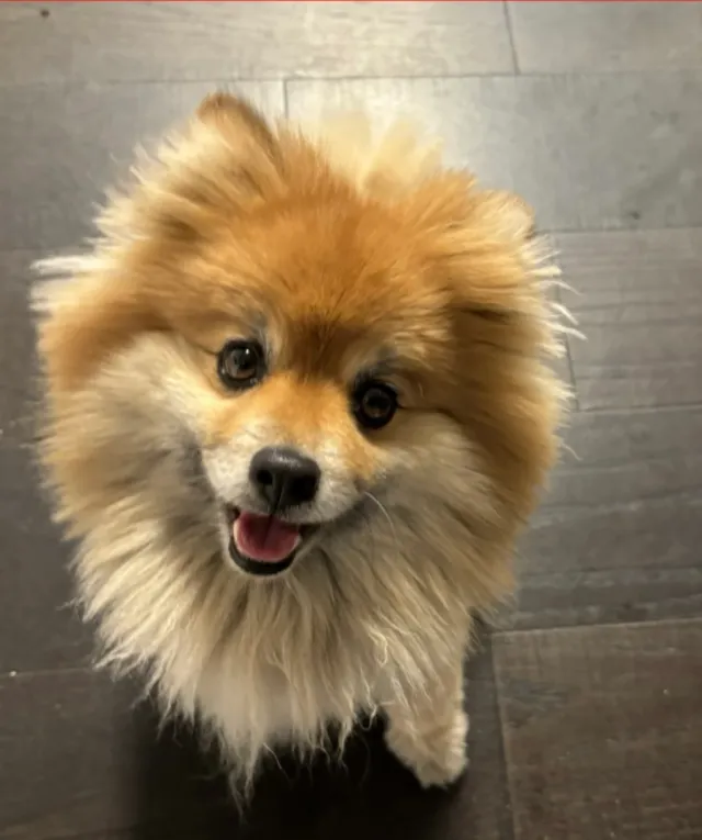 Coco - Underhill Dr, Napa