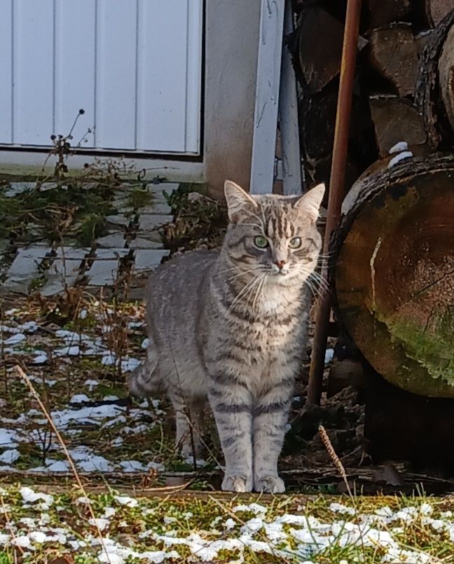 Misi - Grabenstraße, Dunningen