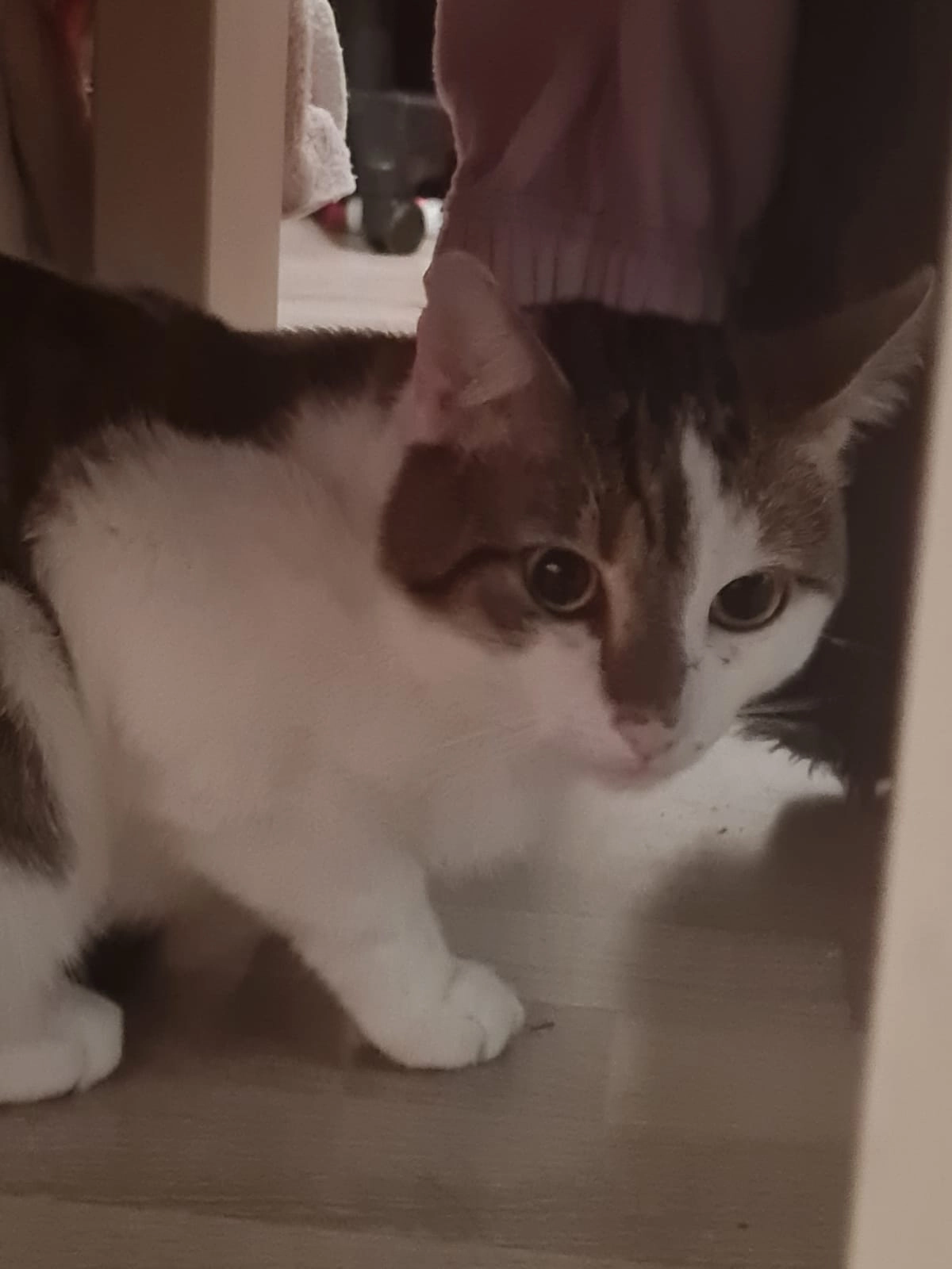 Hanuta - Lindenstraße, Hagen