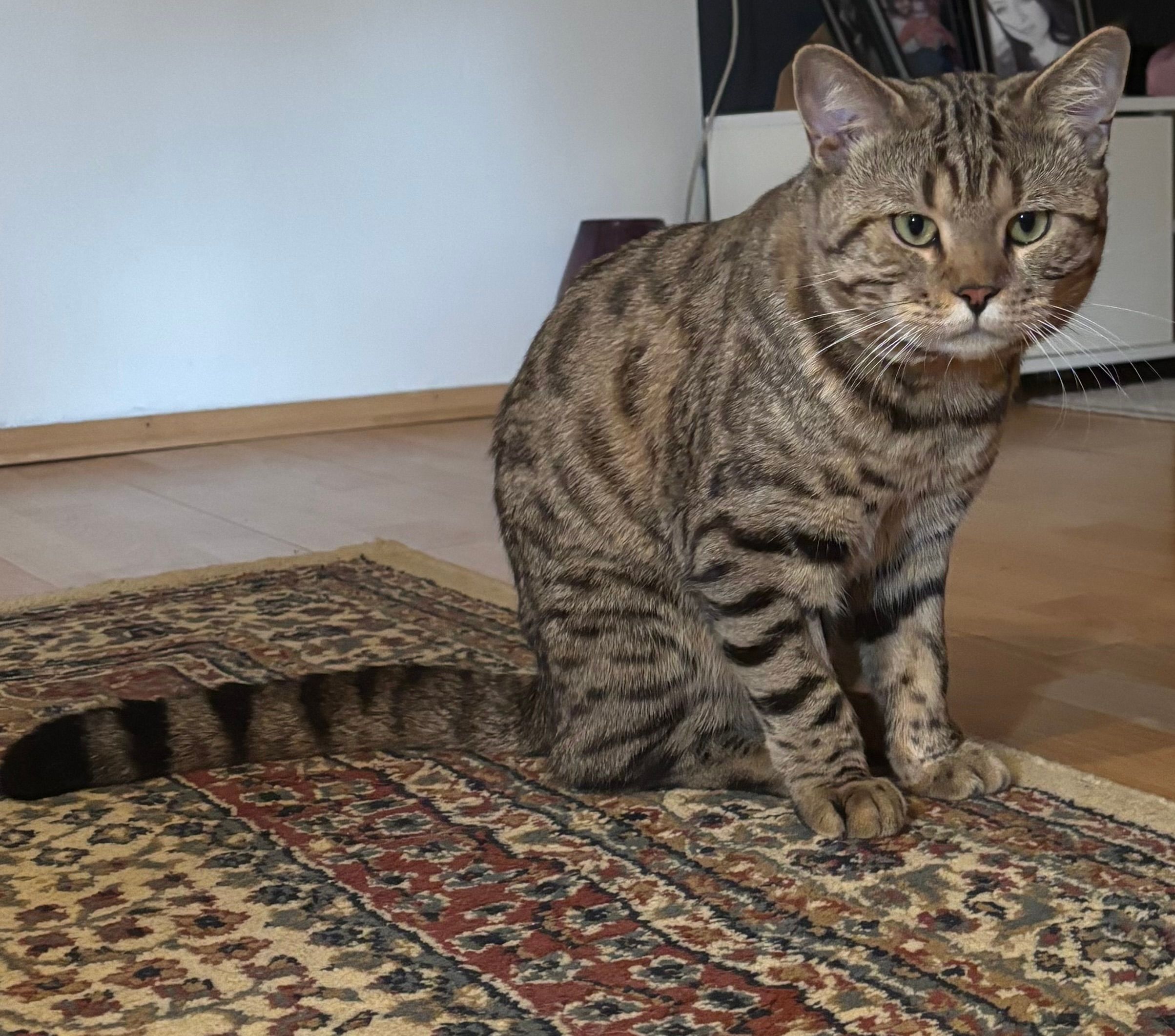 Simba - Launsbacher Straße, Wettenberg