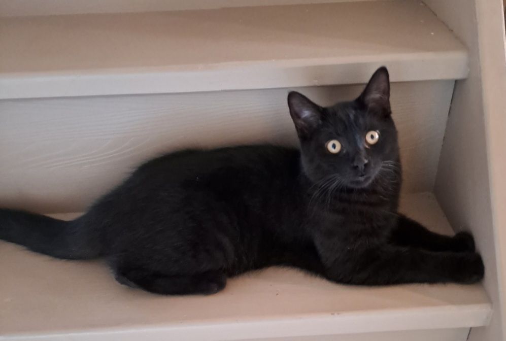 Missing Cat - Ieperstraat 201, Poperinge