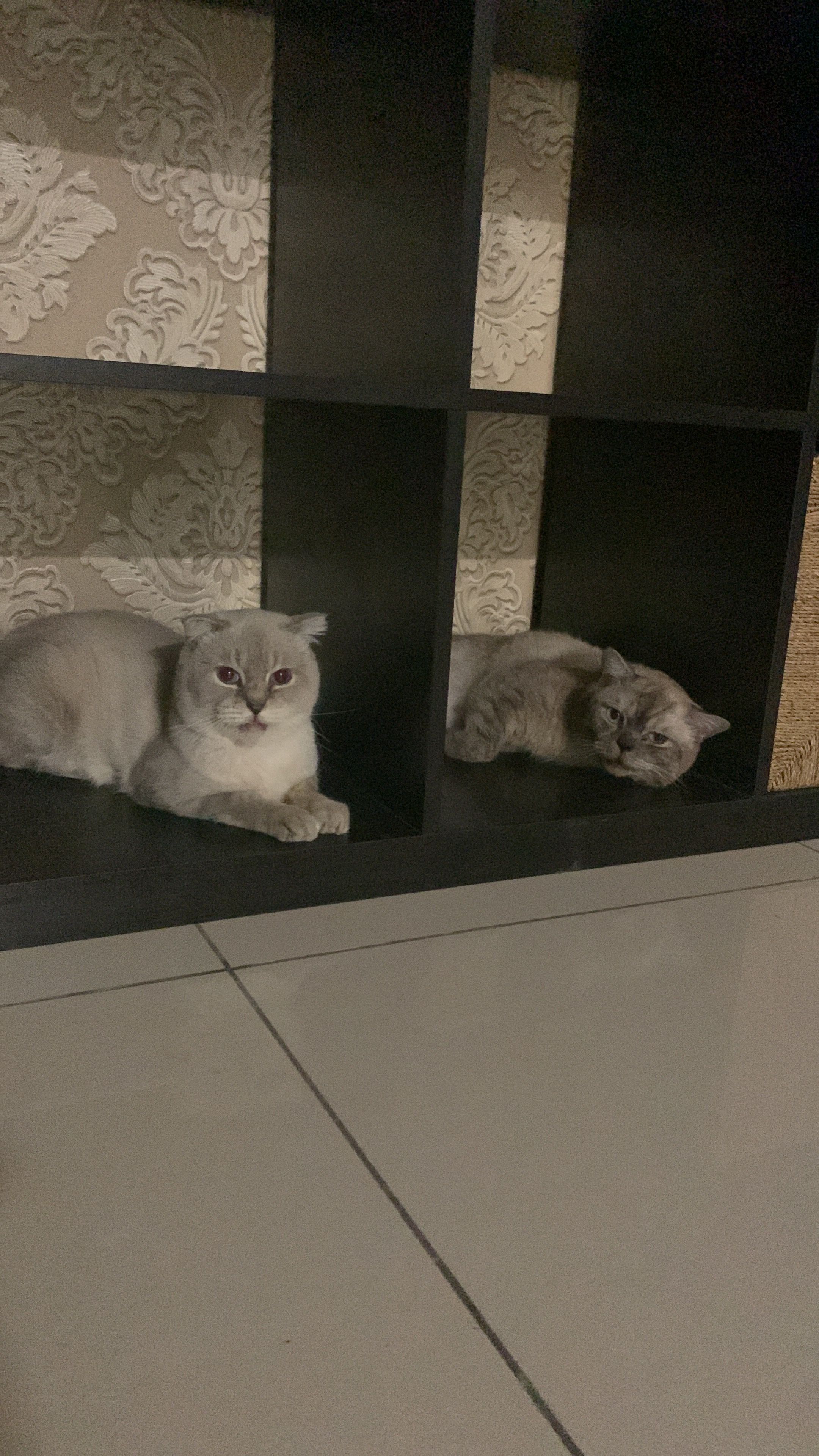 Toby - 48020, Rawang