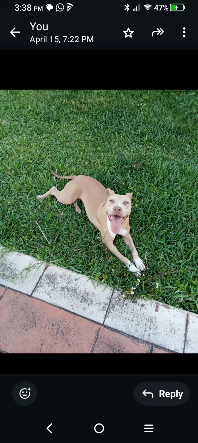 Camilla - 158 SW 96th Ct, Miami