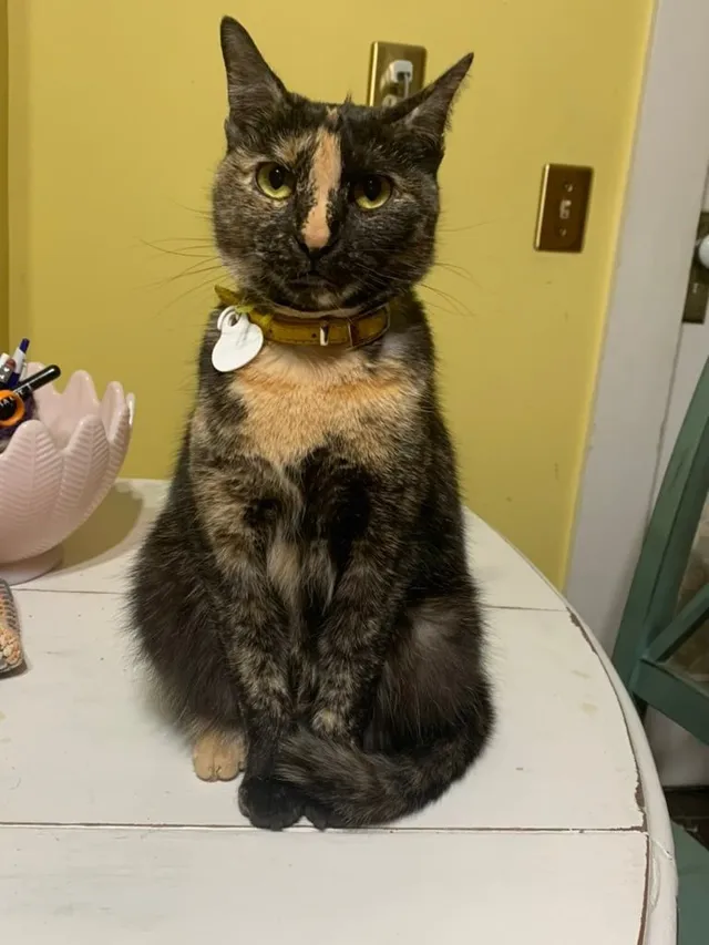 Frida - 213 Vanderveer St, Middletown