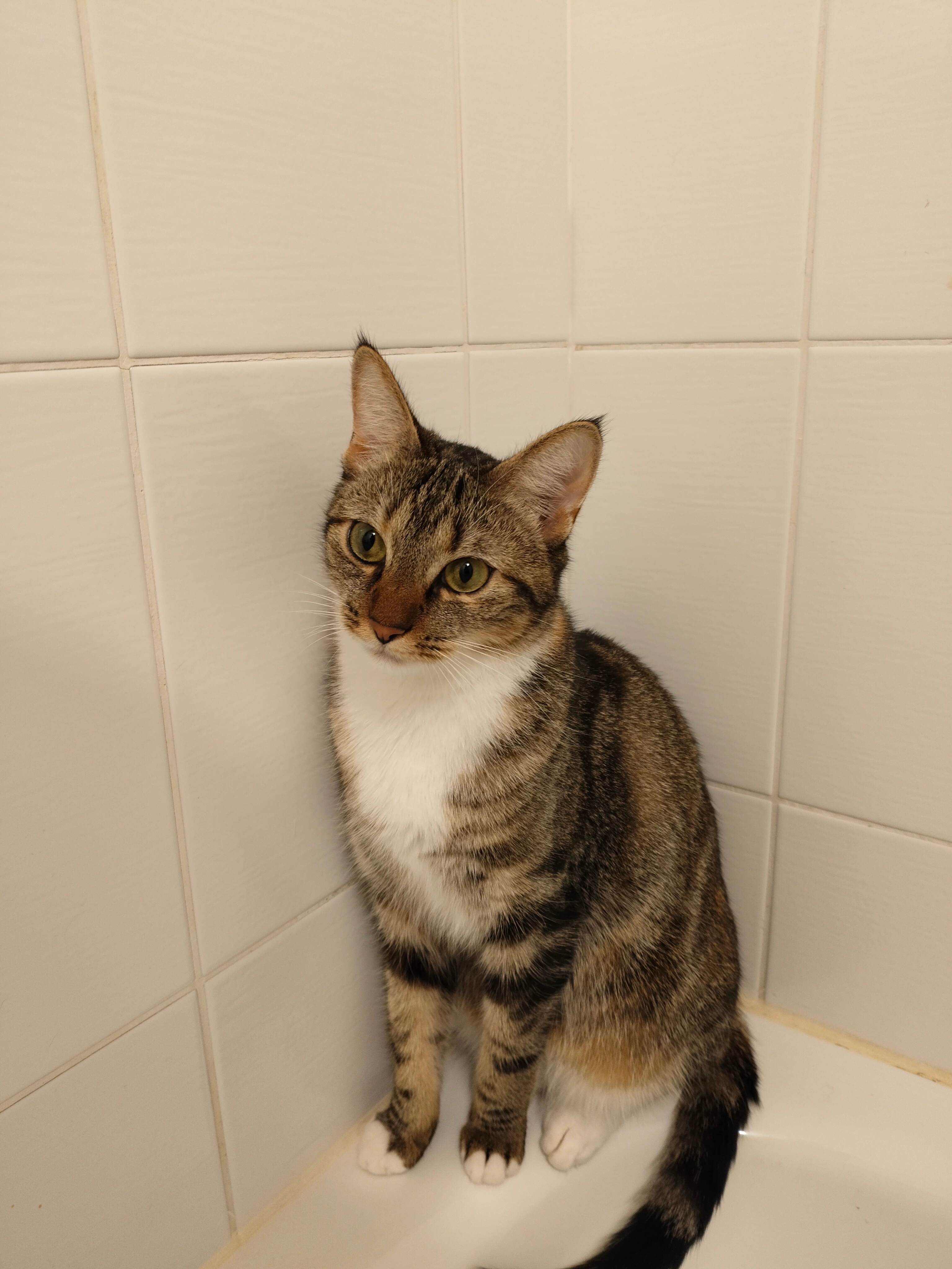 Lucette  - Rue Jean Zay, Saint-Cyr-l'École