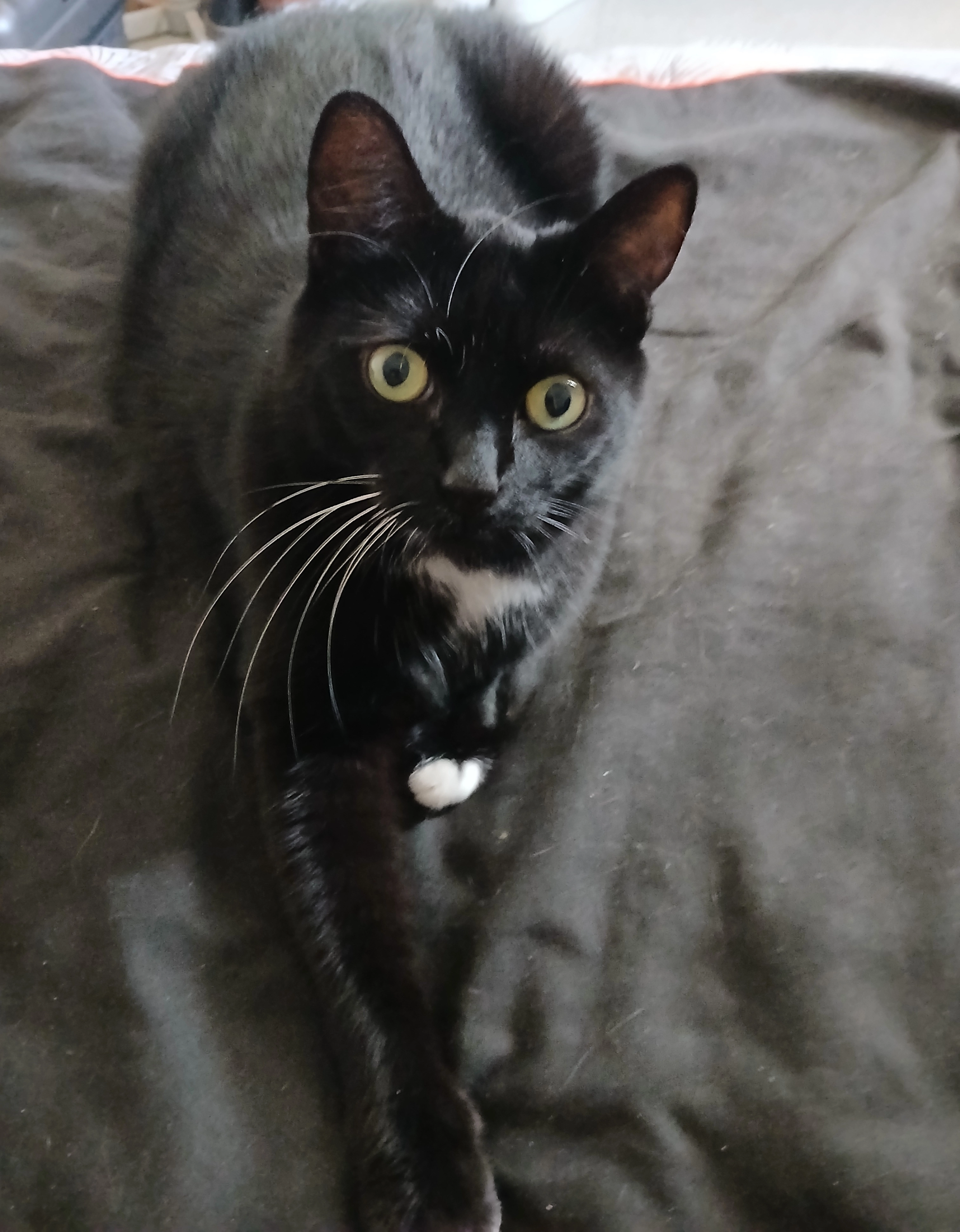 Kovu - 9 Rue Paul Doumer, Aulnoye-Aymeries