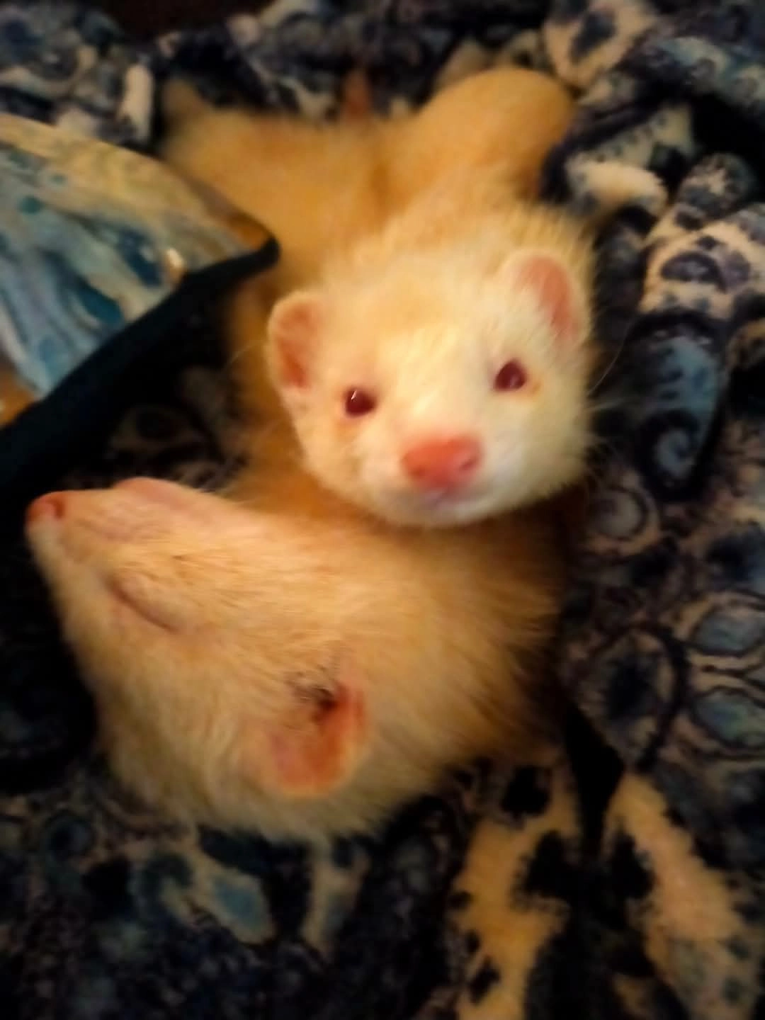 Pikachu  - CV34 6WP, Warwick