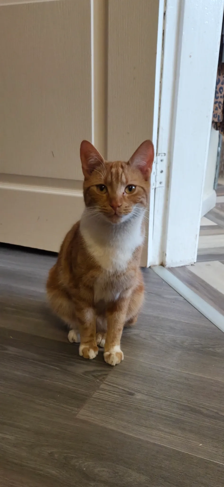 Pumpkin - Leamington Drive, Alfreton