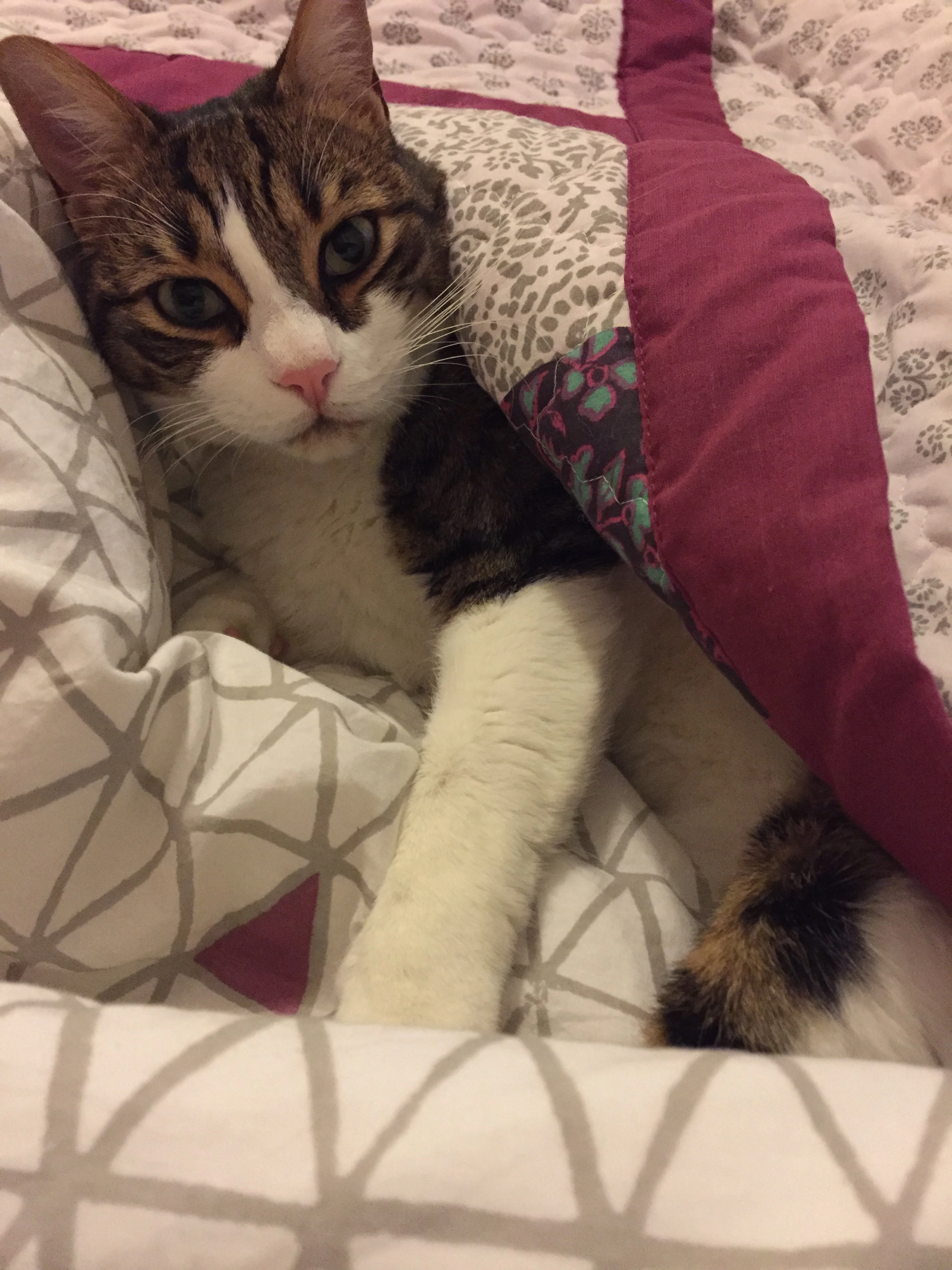 Buddy - Dragonfly Way, Eastleigh