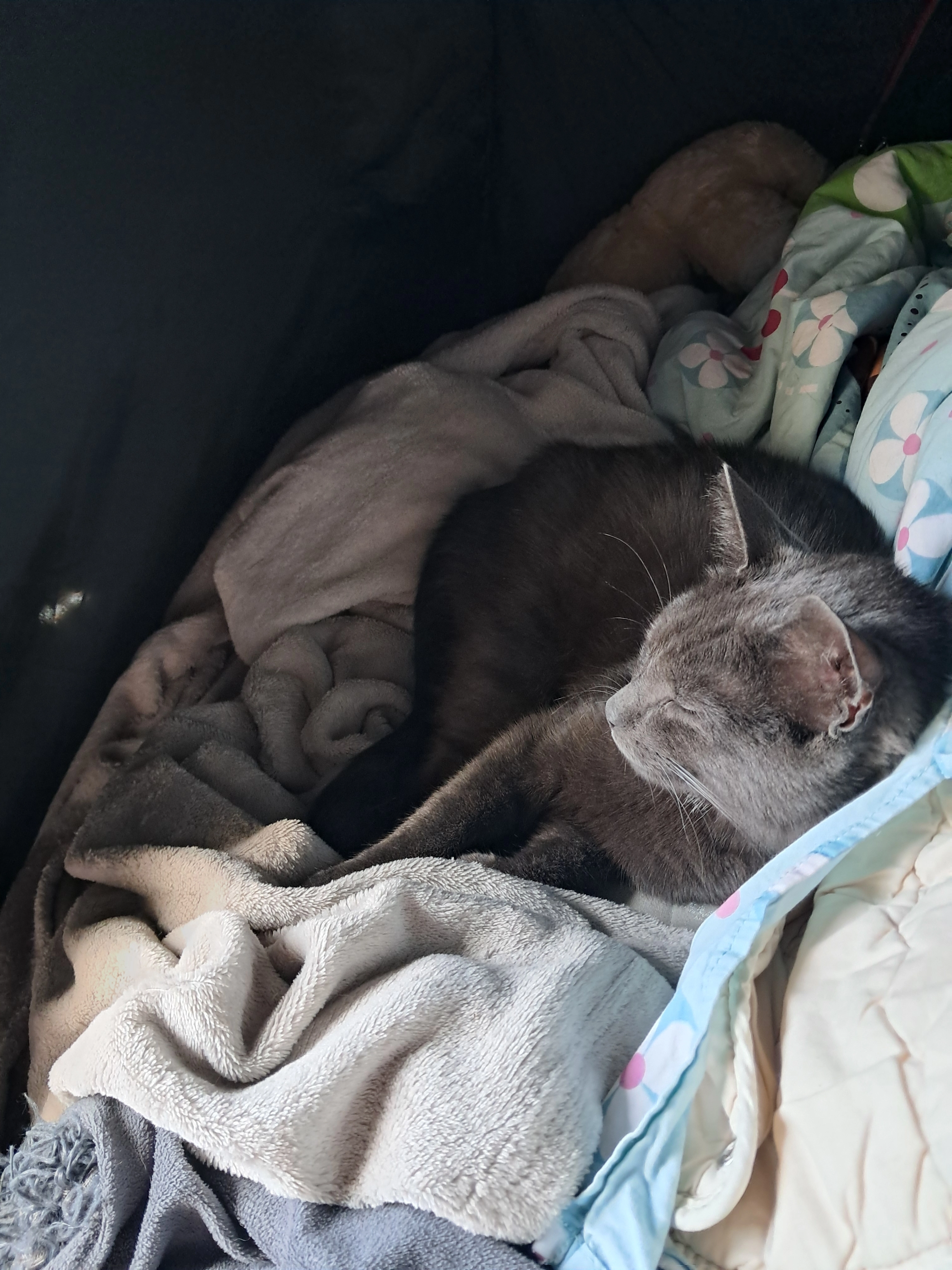 Simba - Vijfzoodijk, Oudelande