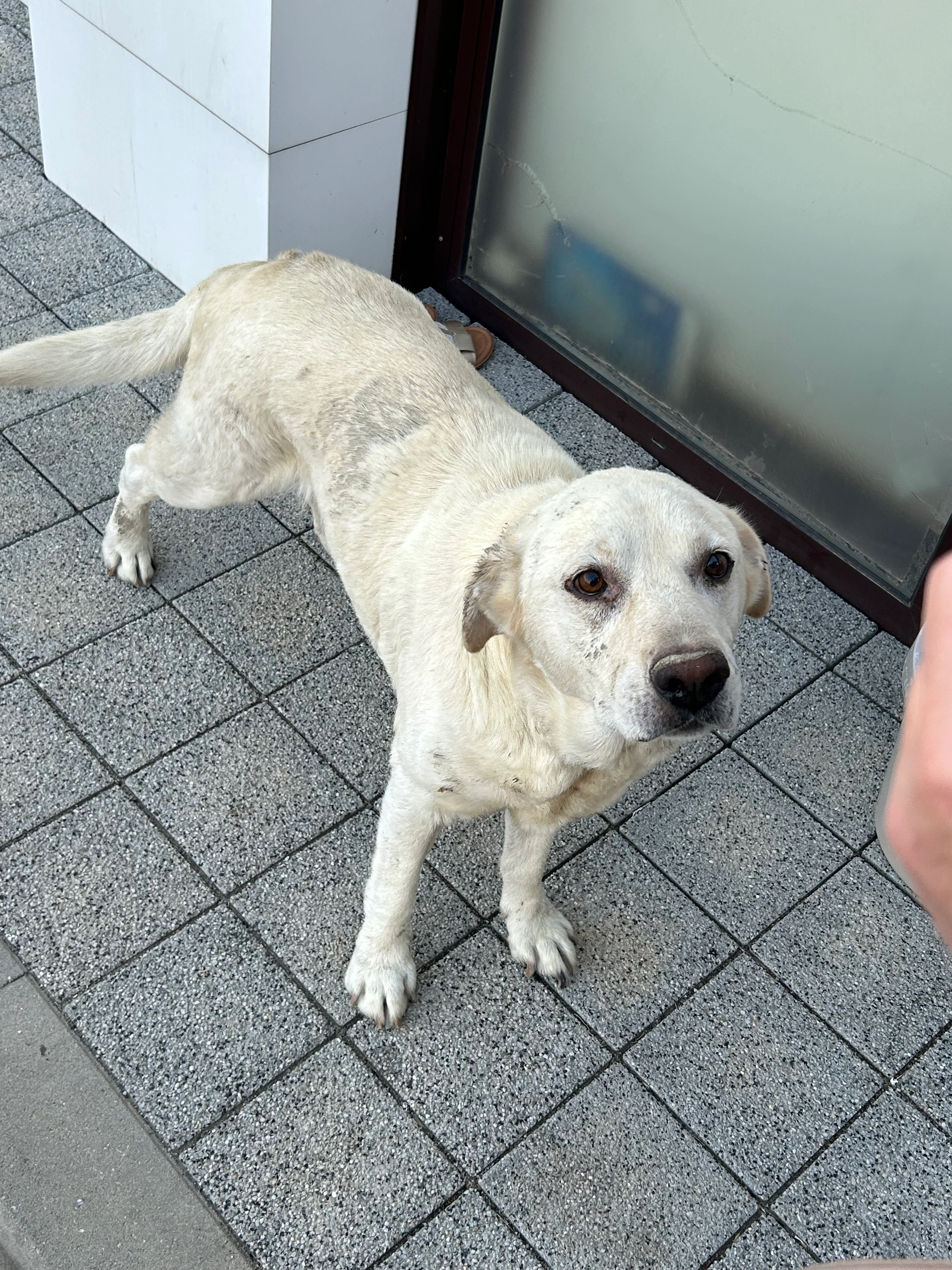 I found the dog  - булевард Първи Май, кв. Възрожденци