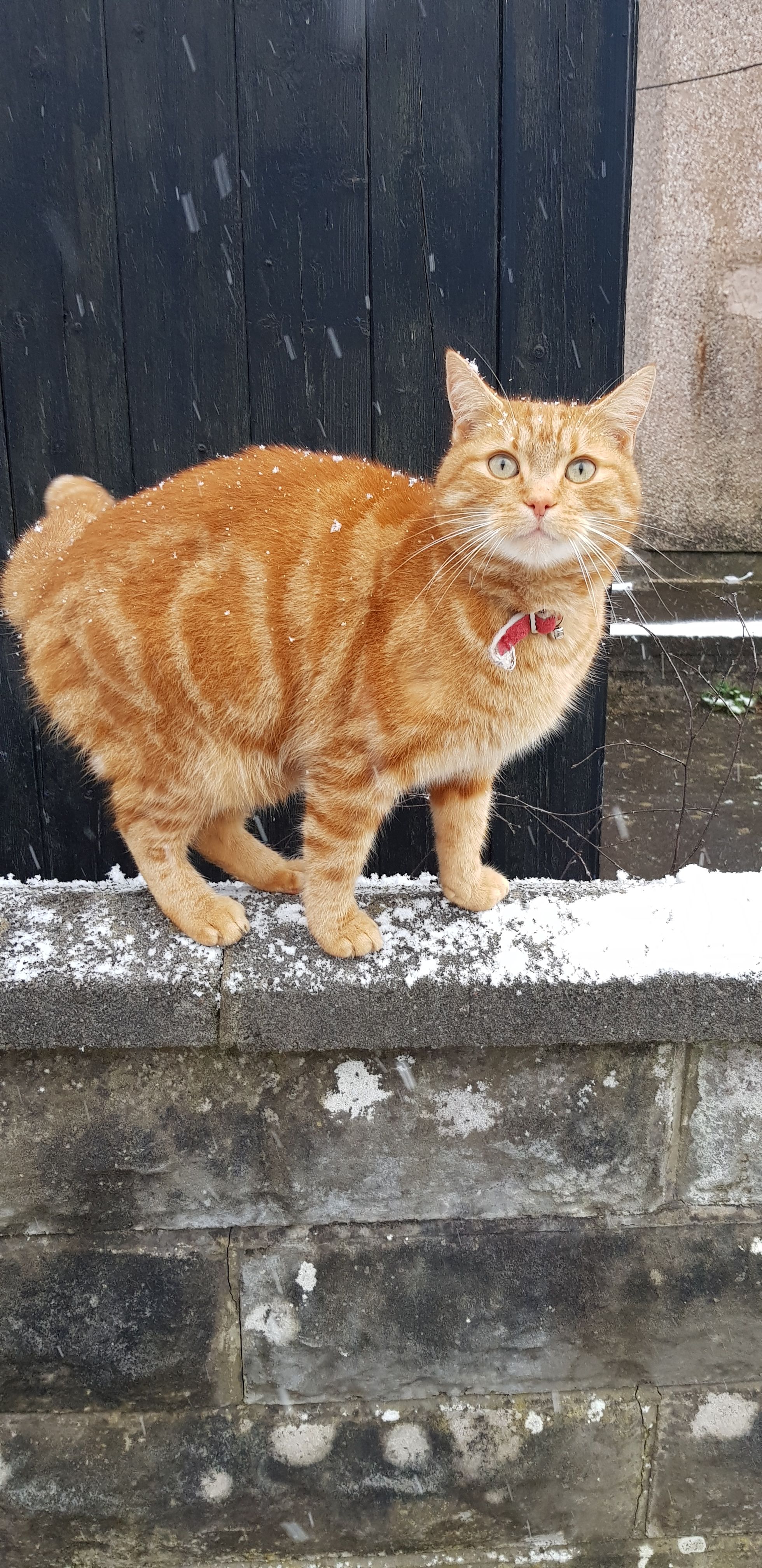 Charlie - Greaves Road, Lancaster