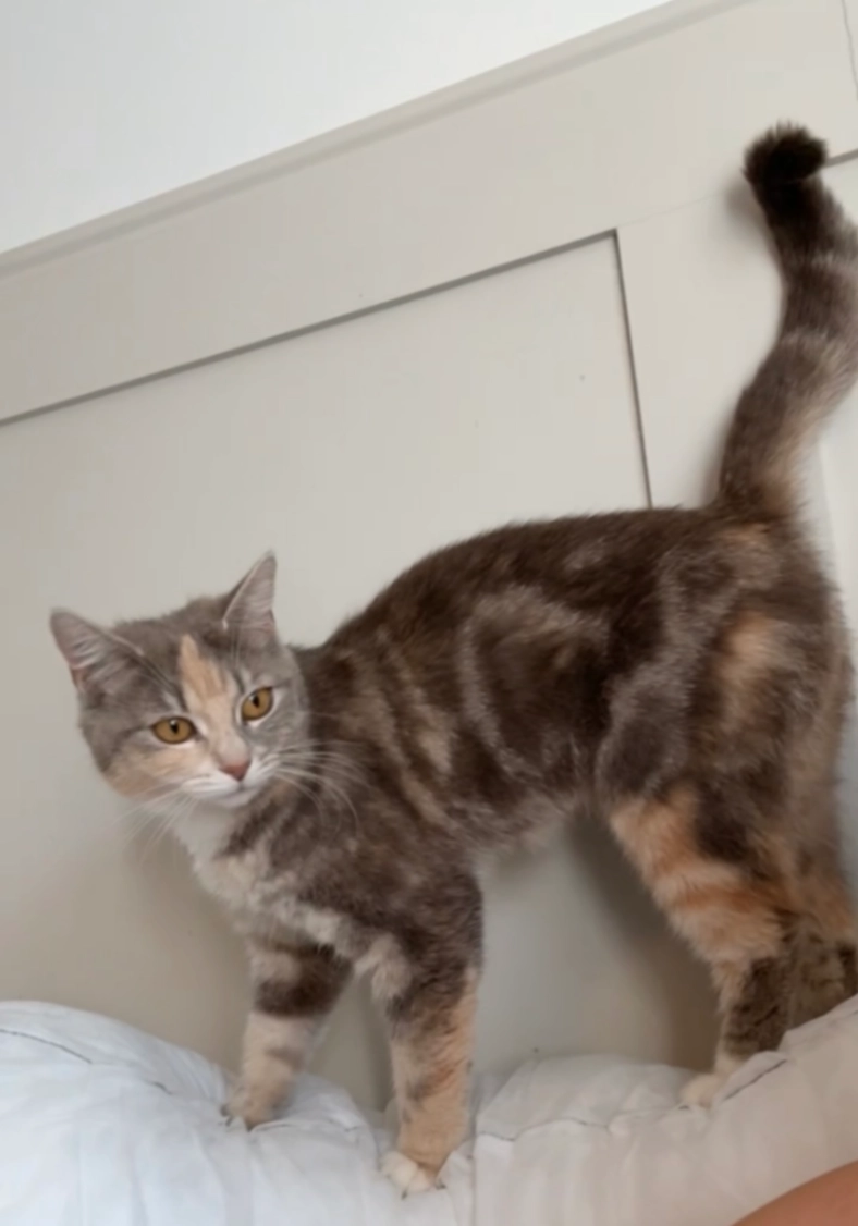 Delilah - Swale Drive, Northampton