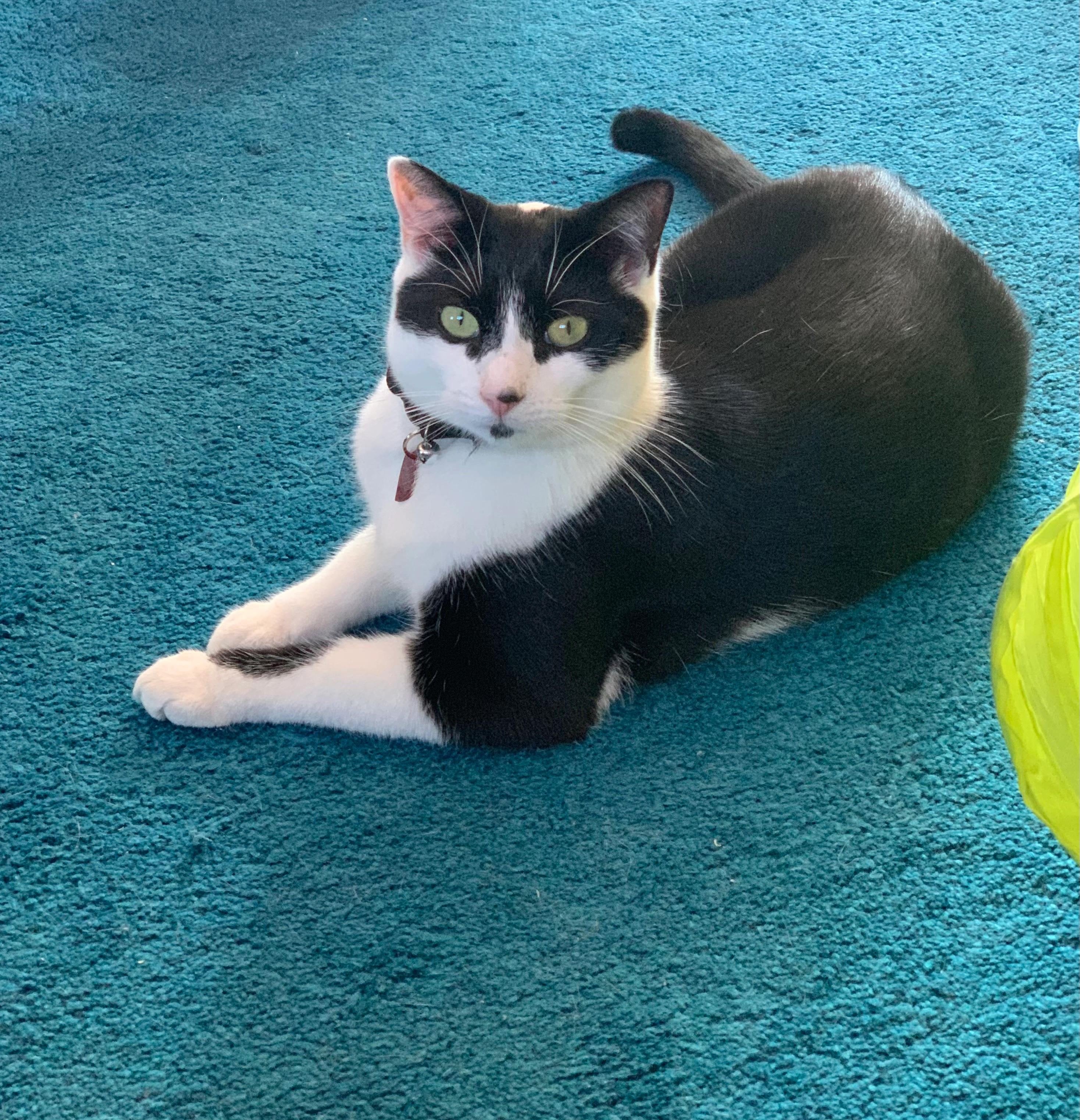 Whiskers - DN2 6, Doncaster