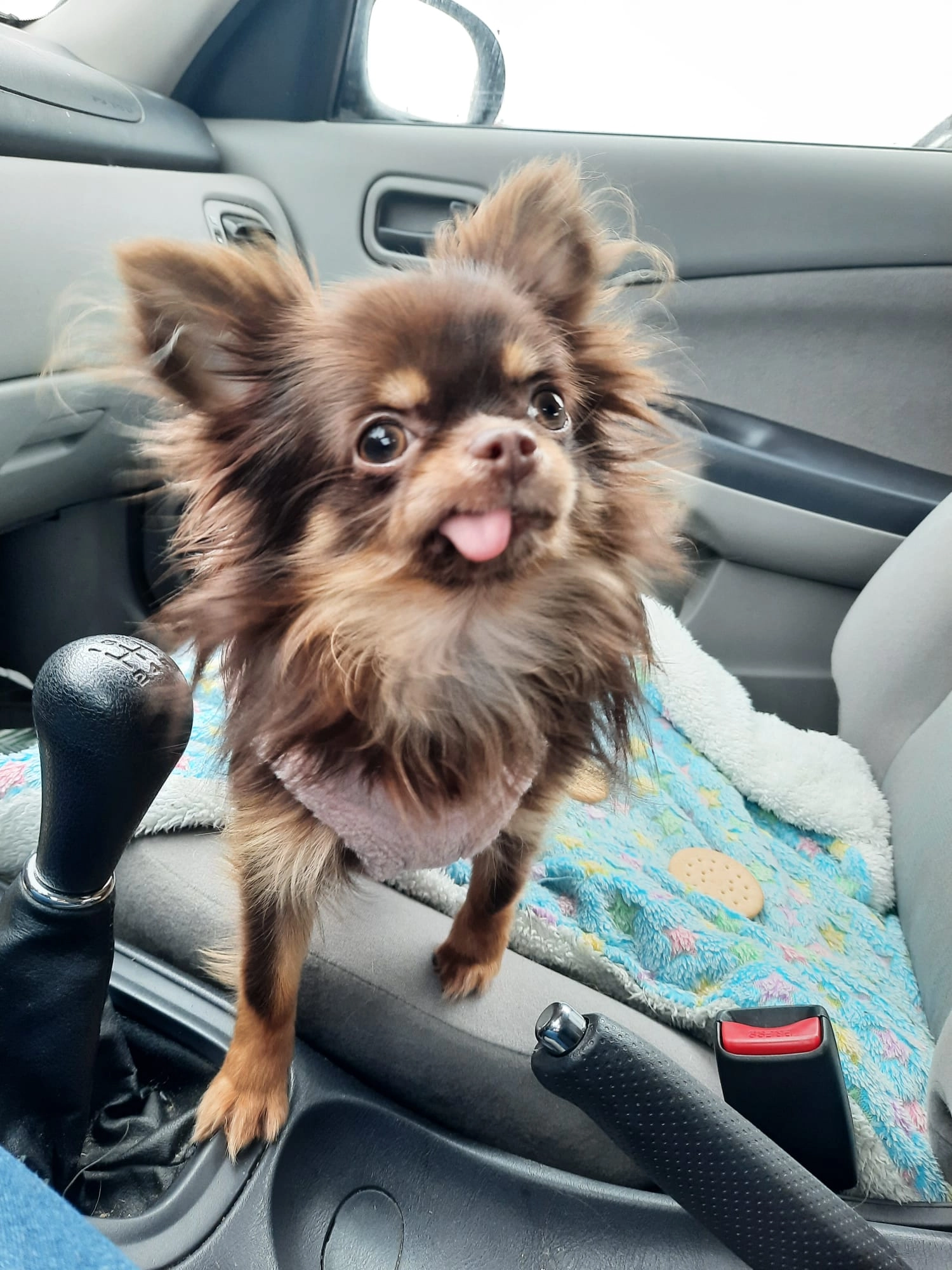 Suki - Ledegemse meersen aan het bos met de diepe beek en ondoordringbaar riet. Verdwenen 30 aug om 19 u 30 . Kan niet zwemmen, Ledegem